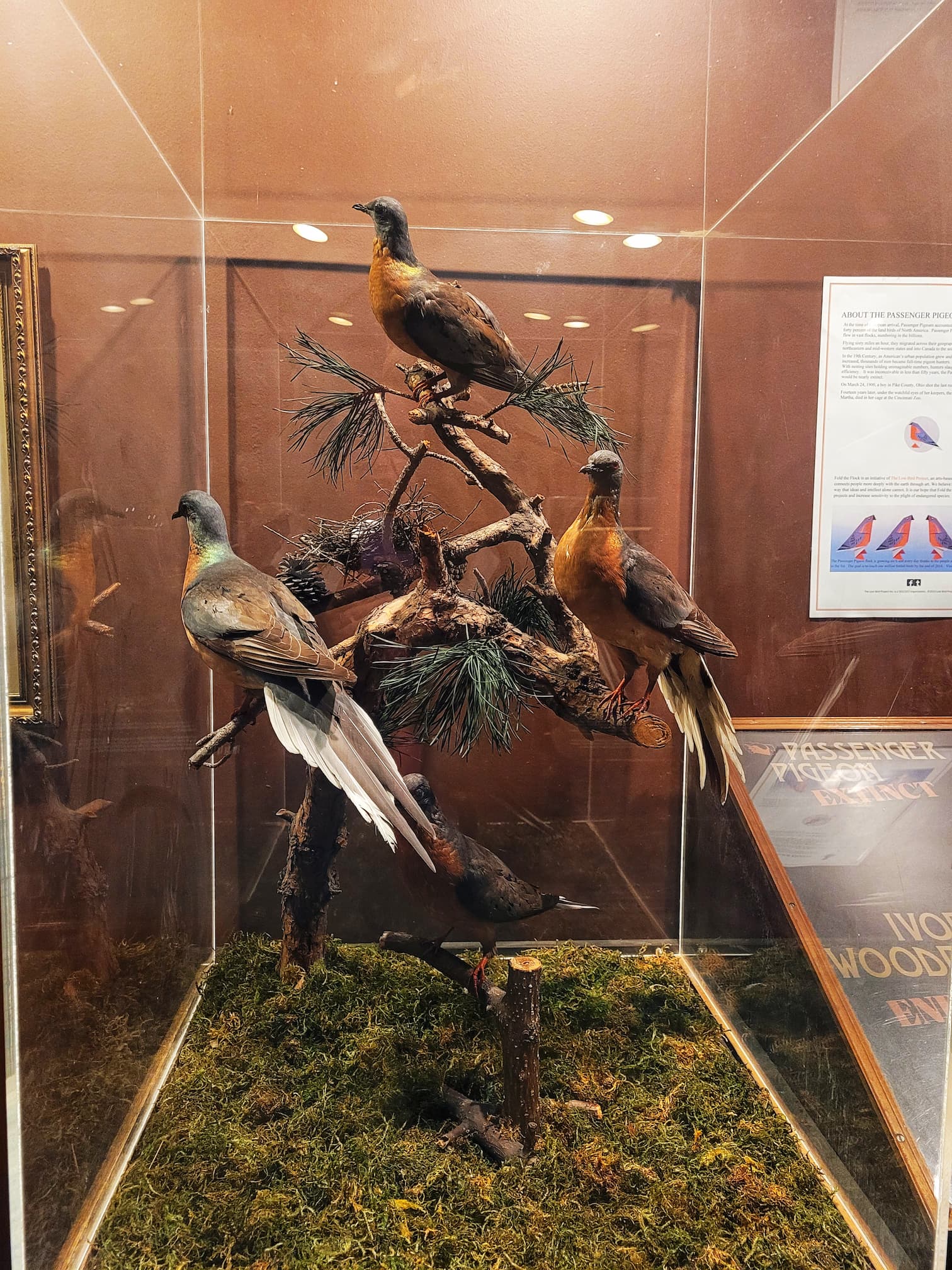 photo of passenger pigeon taxidermy
