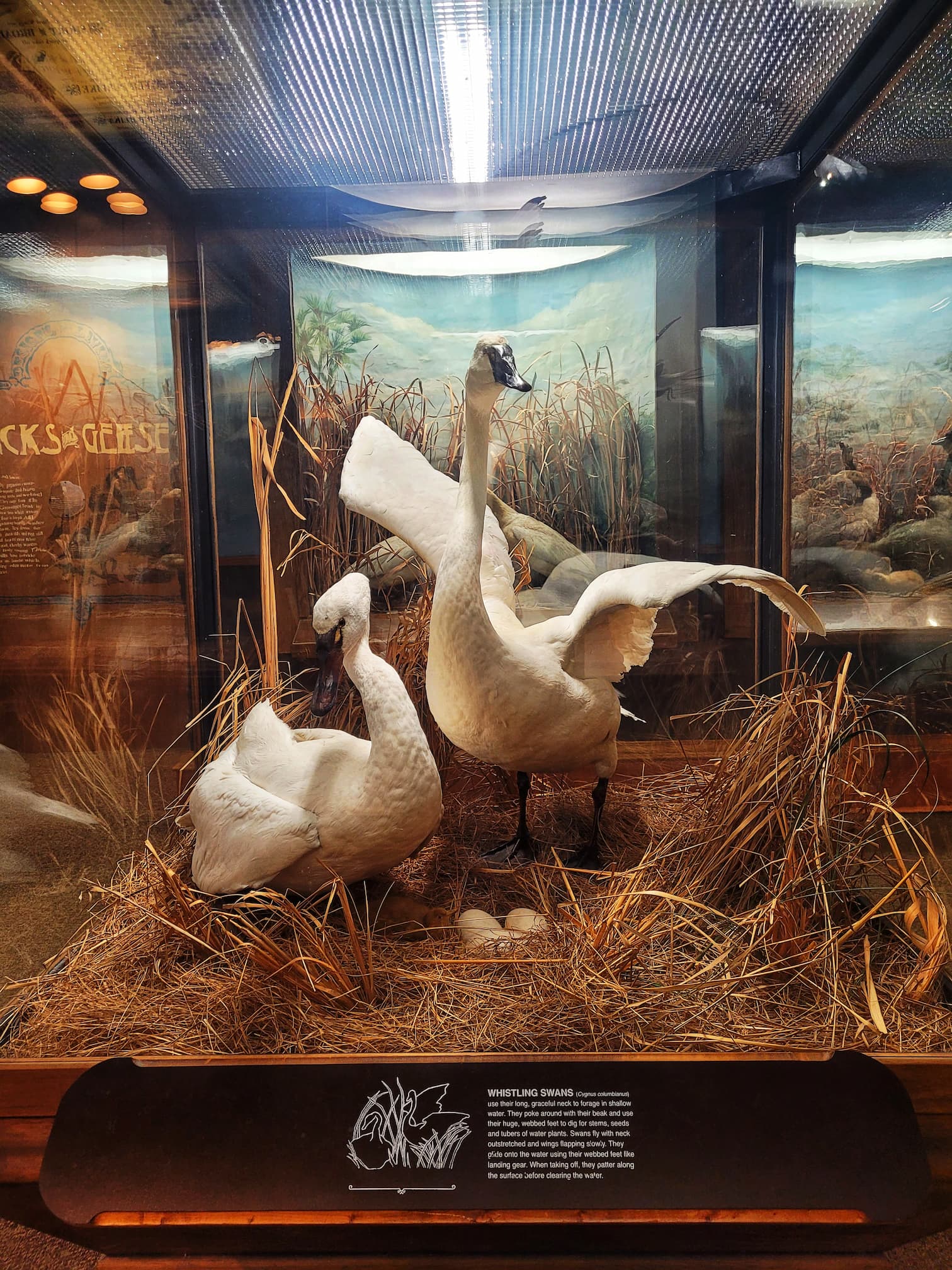 photo of swan diorama