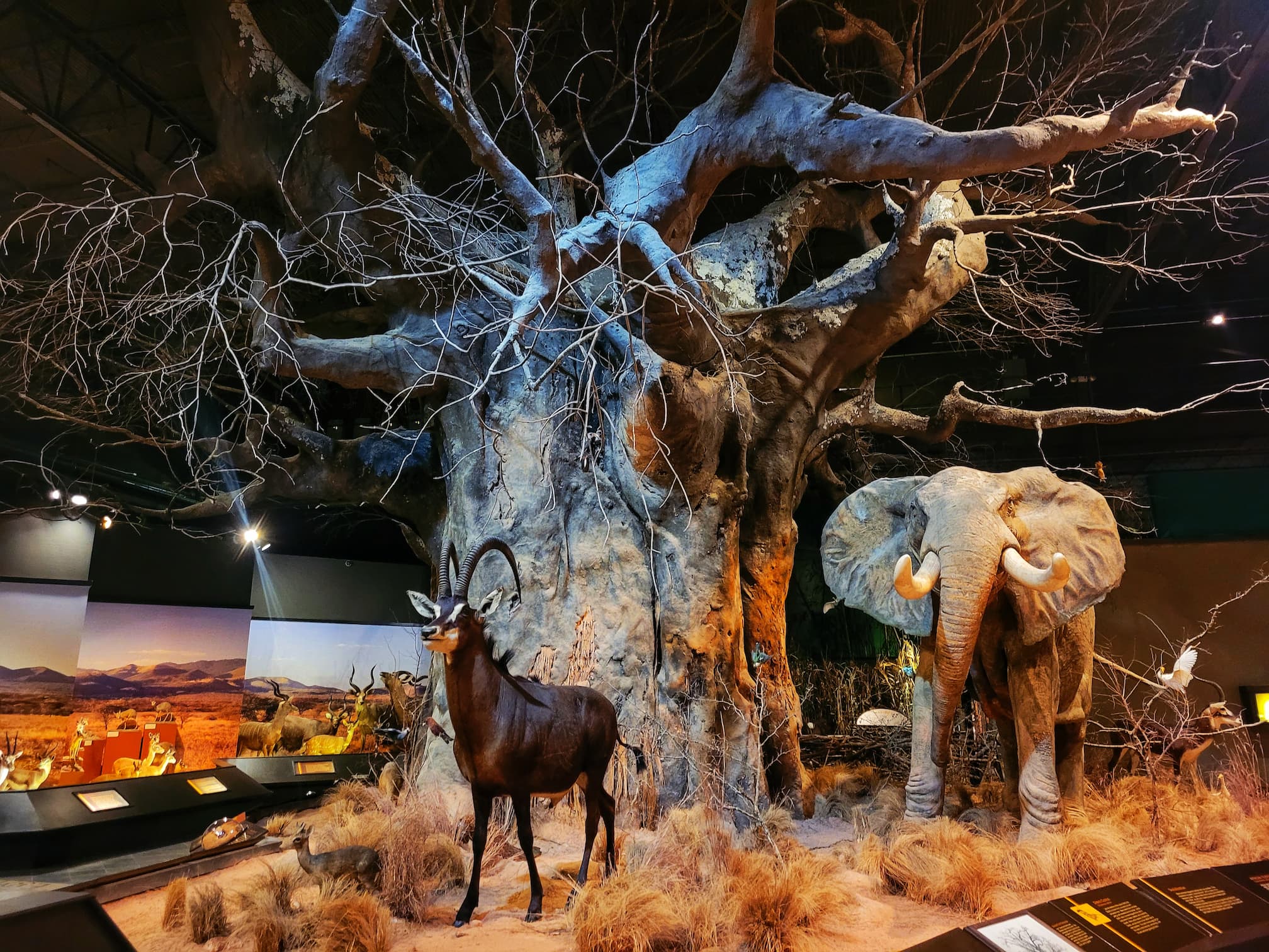 photo of africa diorama