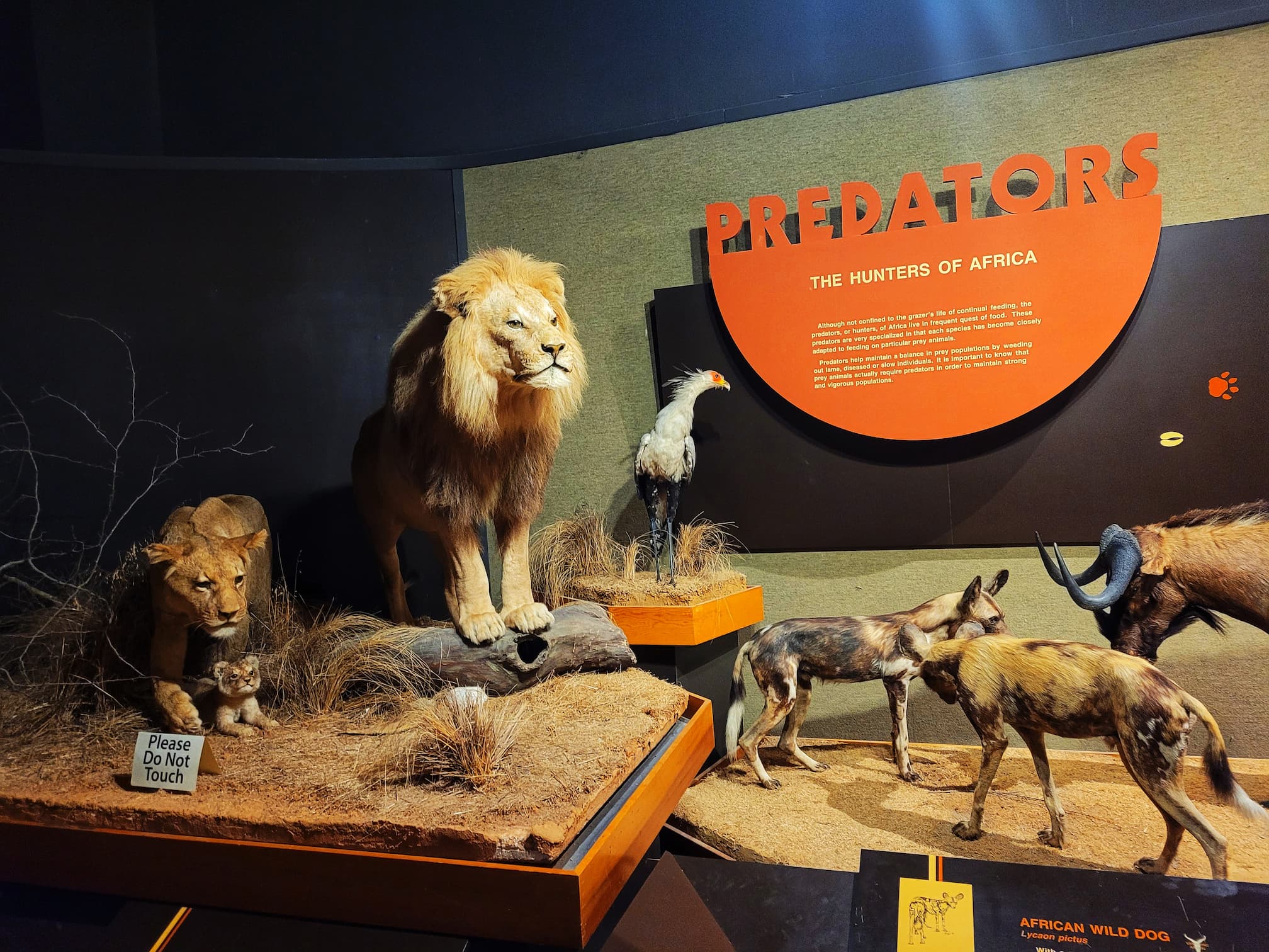 photo of african animal taxidermy