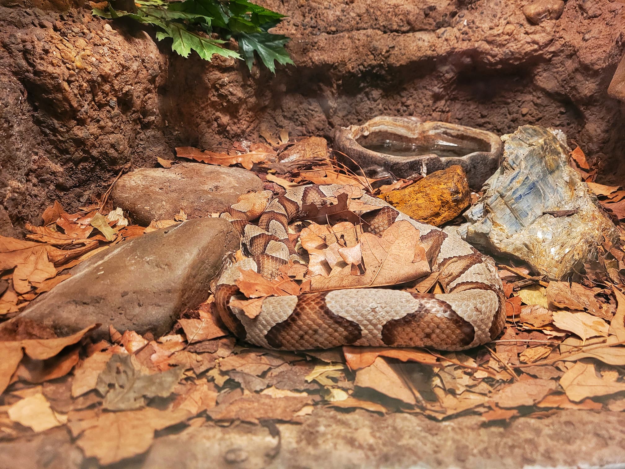 photo of snake at anniston museums