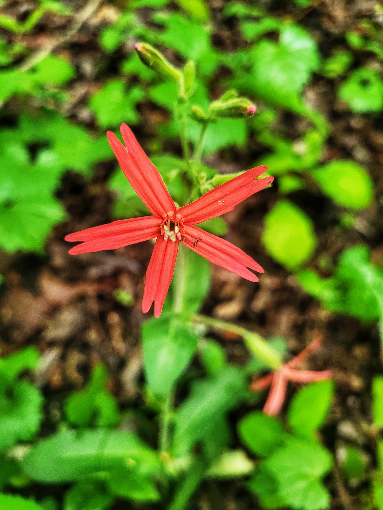 photo of firepink flower