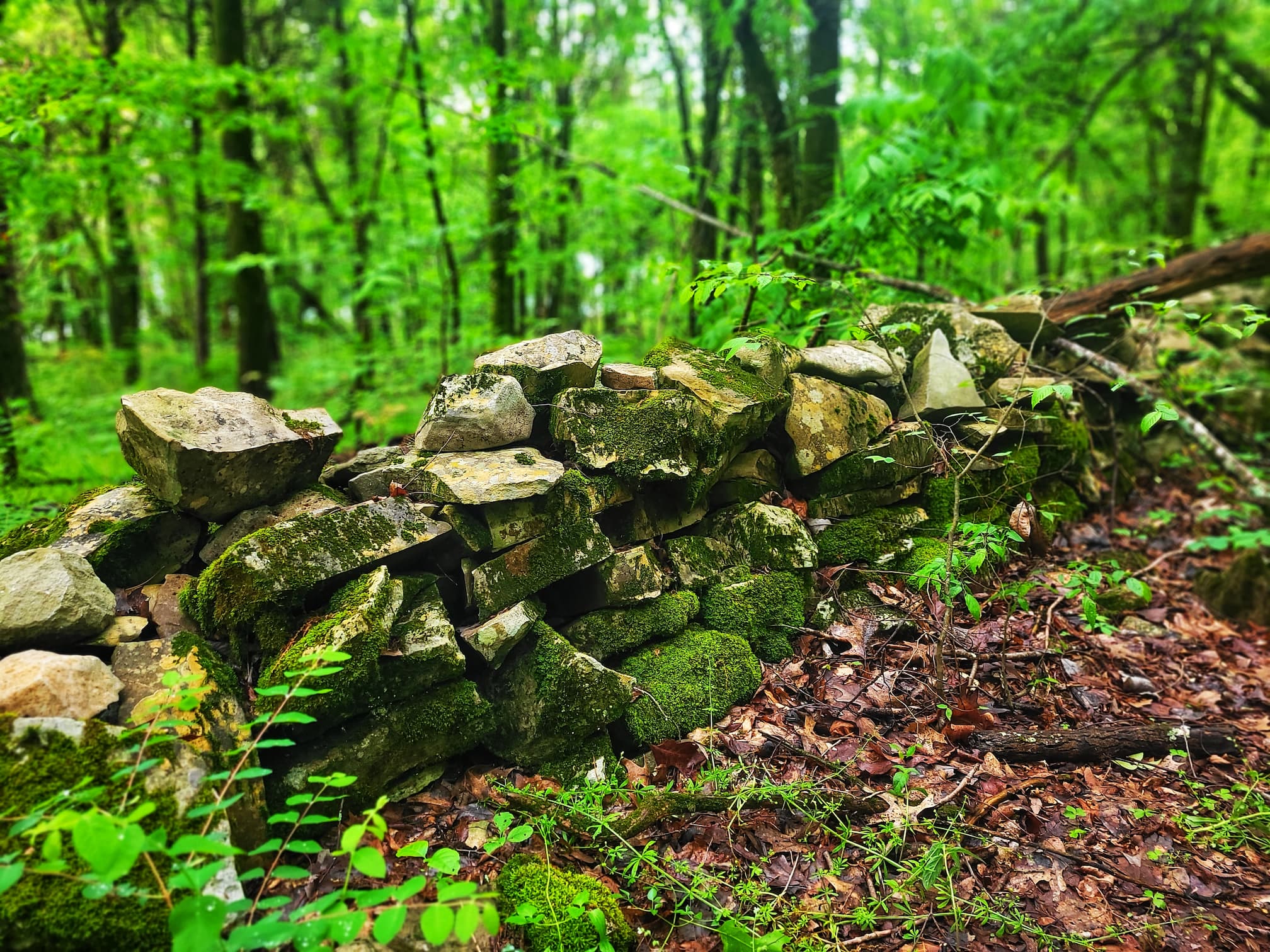 photo of stone wall in the woods