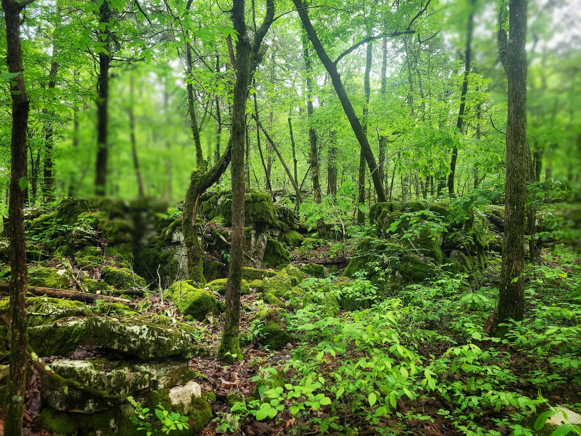 photo of little cedar mountain small wild area