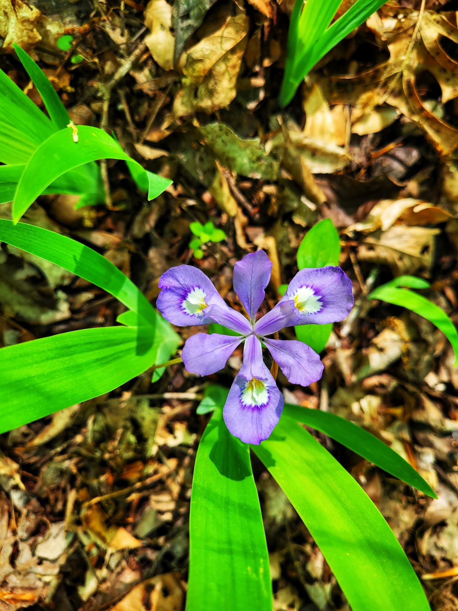 photo of dwarf crested iris