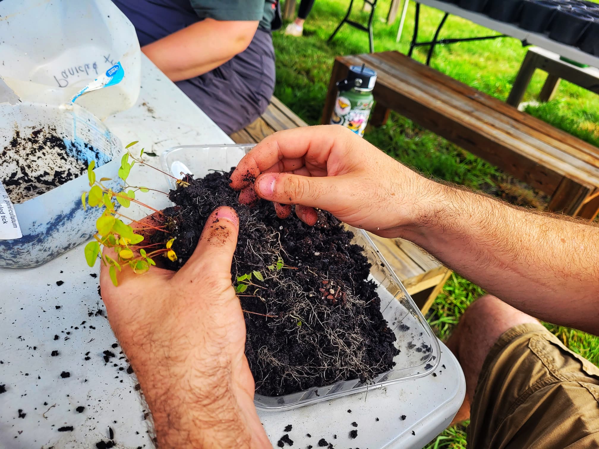 photo of josh separating seedlings