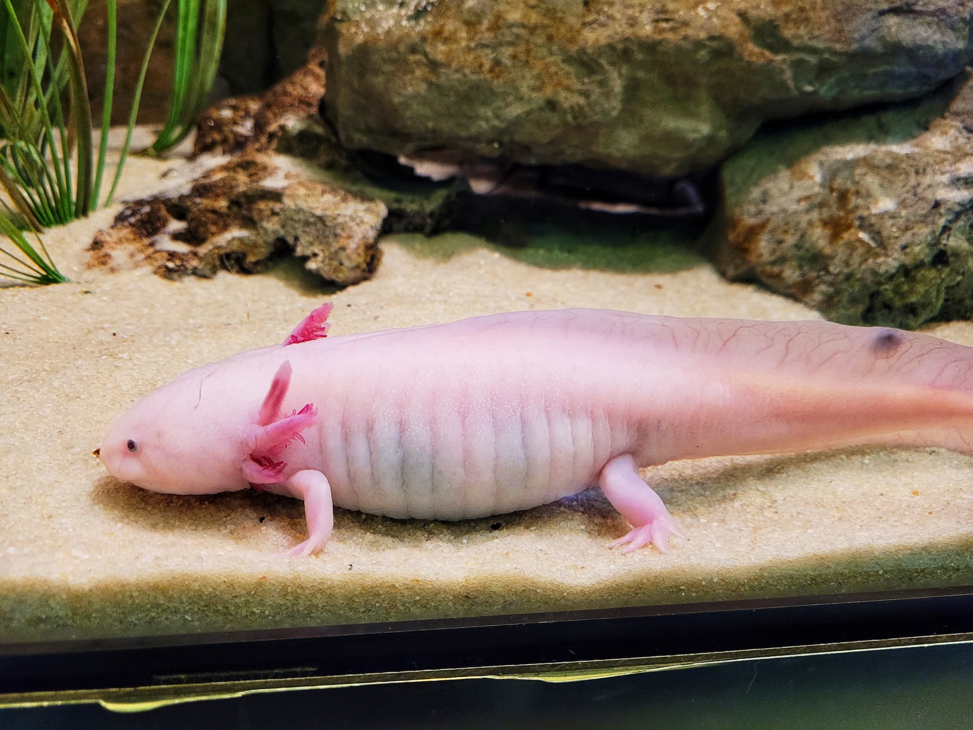 photo of belle isle aquarium axoltl