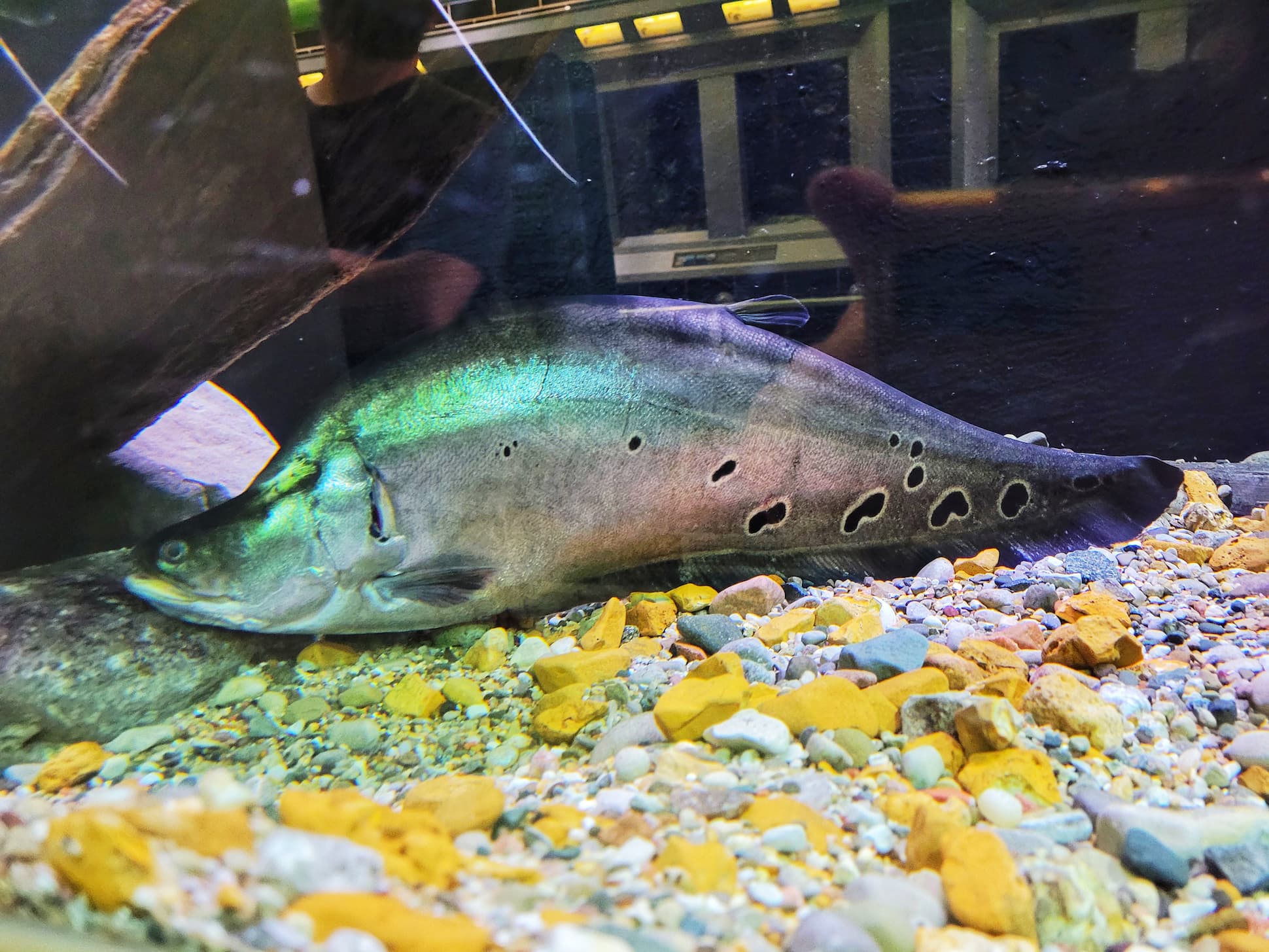 photo of belle isle aquarium knifefish