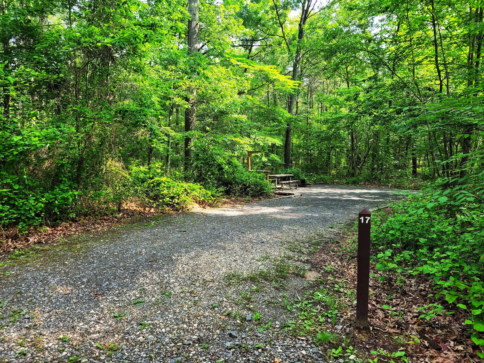 photo of cedarville state forest campsite