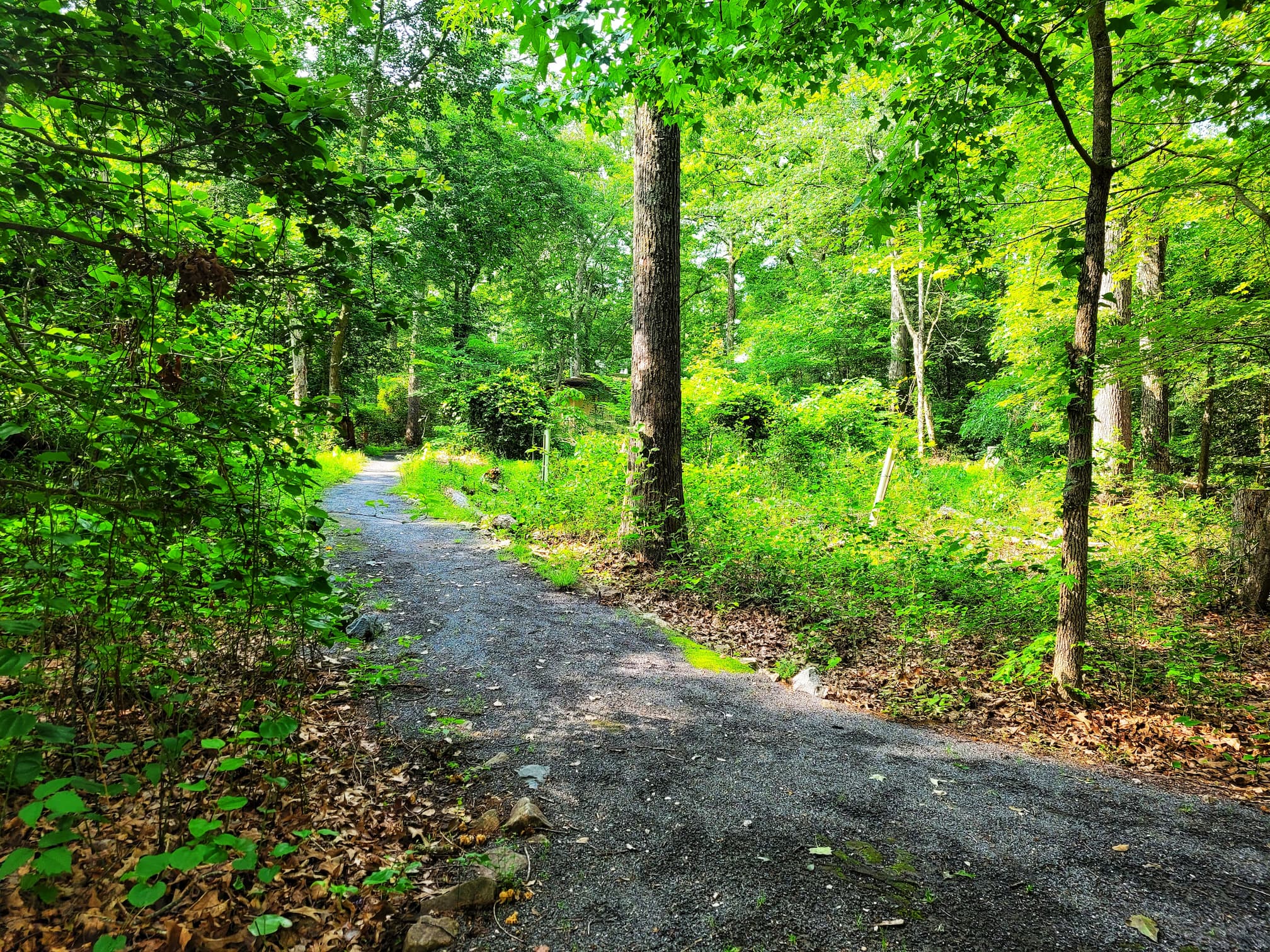 photo of cedarville state forest campsite path