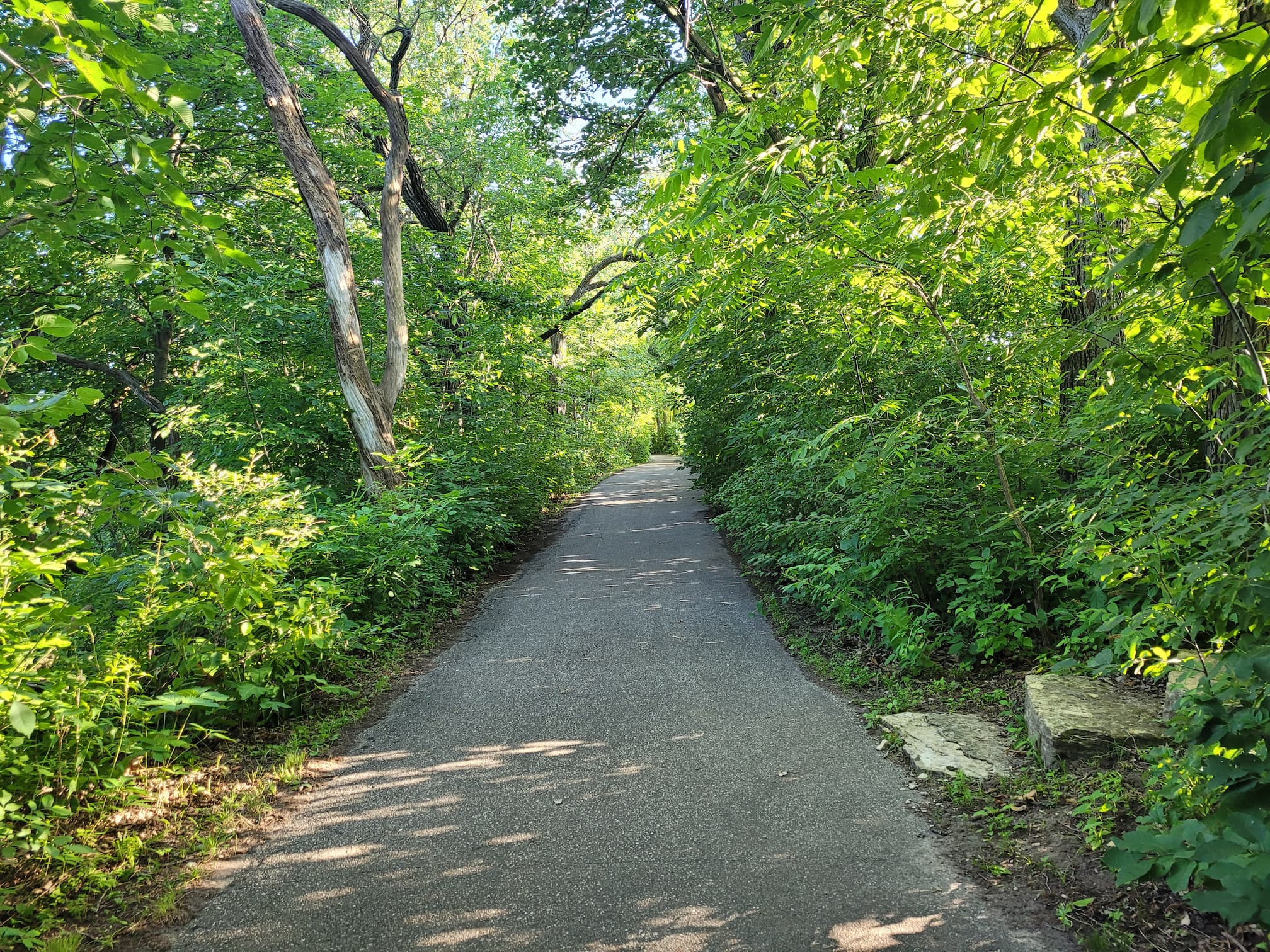 photo of chester woods path