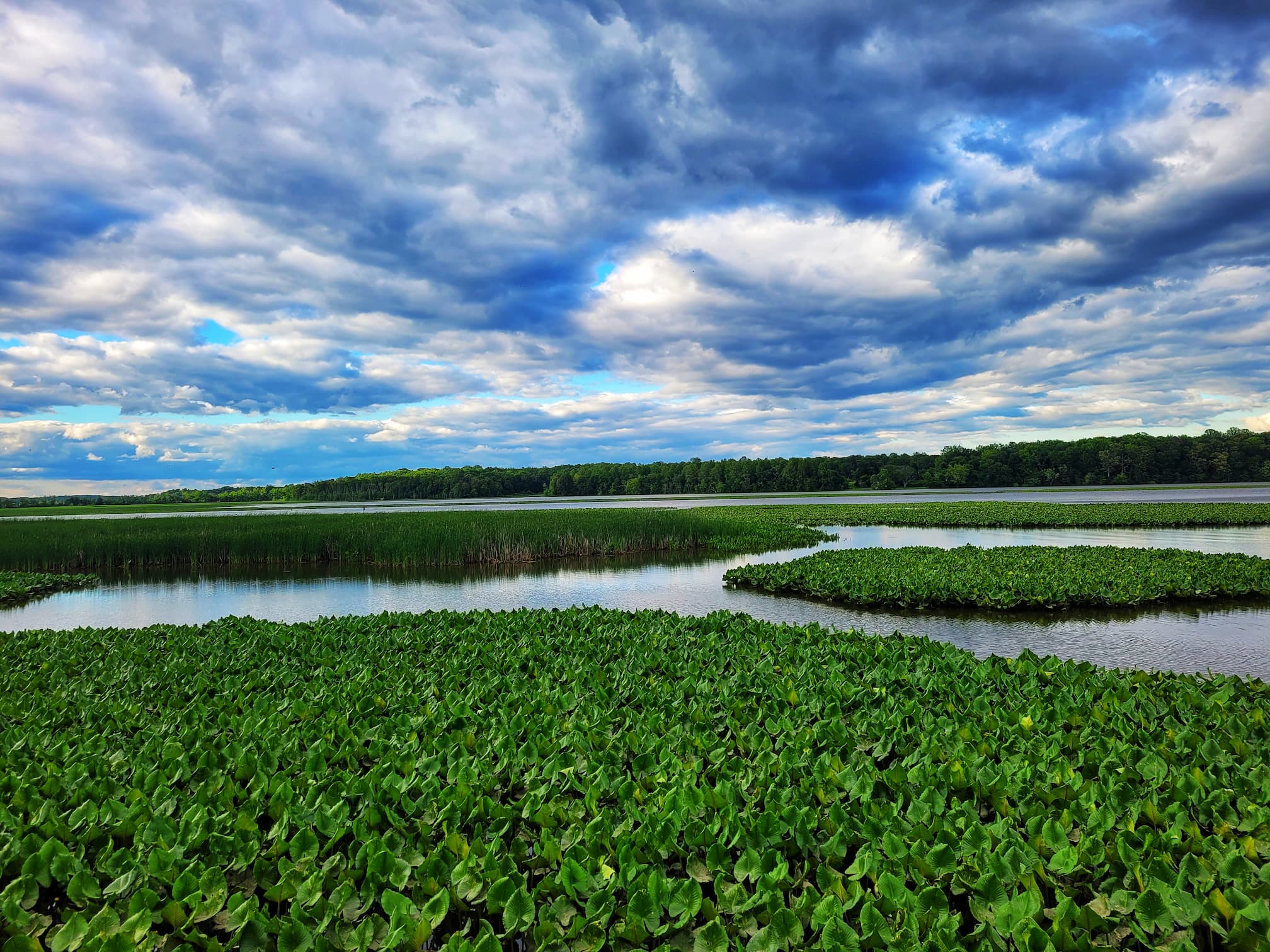 photo of jug bay natural area