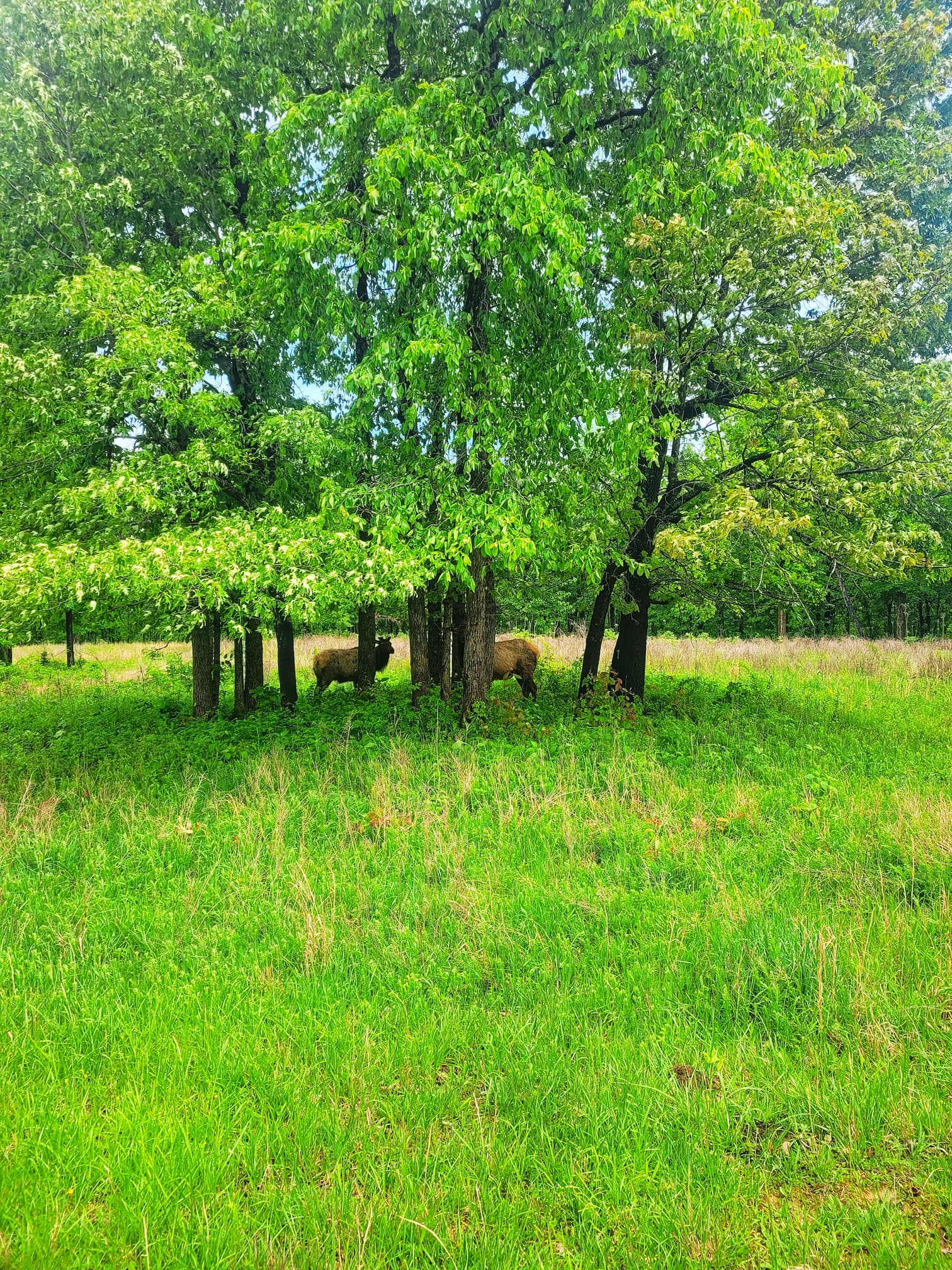 photo of land between the lakes elk