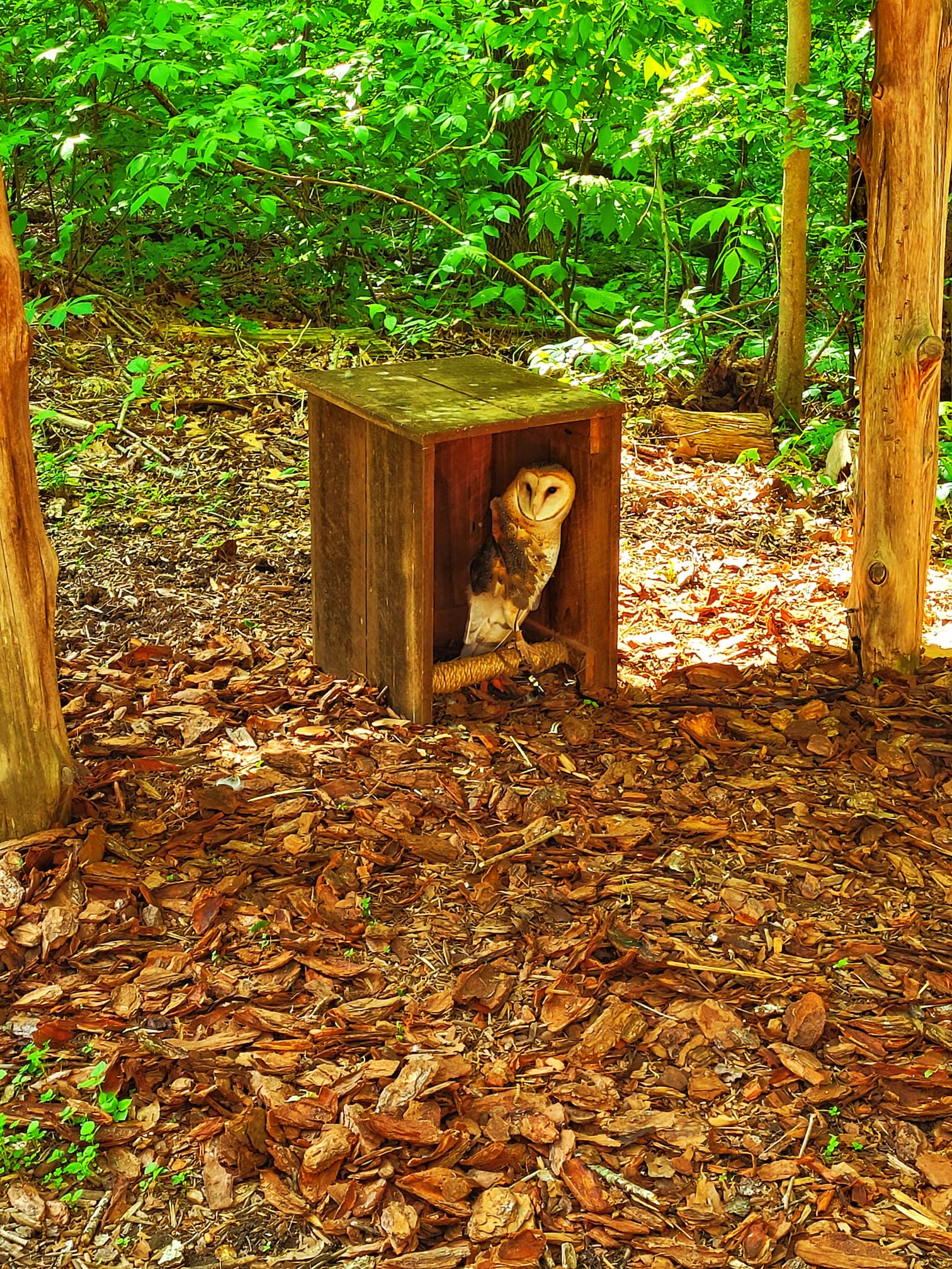 photo of woodland nature stations owl