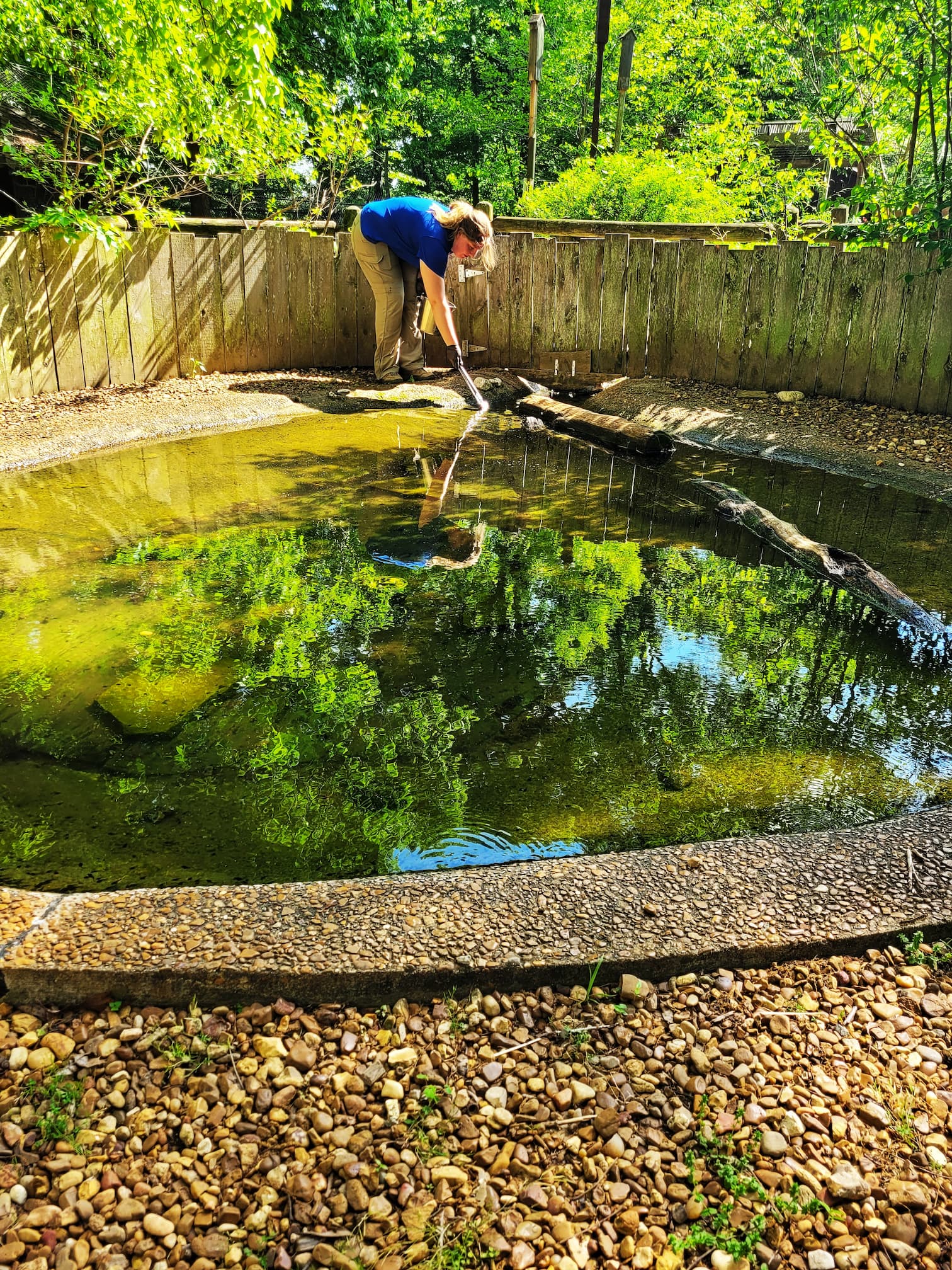 photo of woodlands nature station turtles