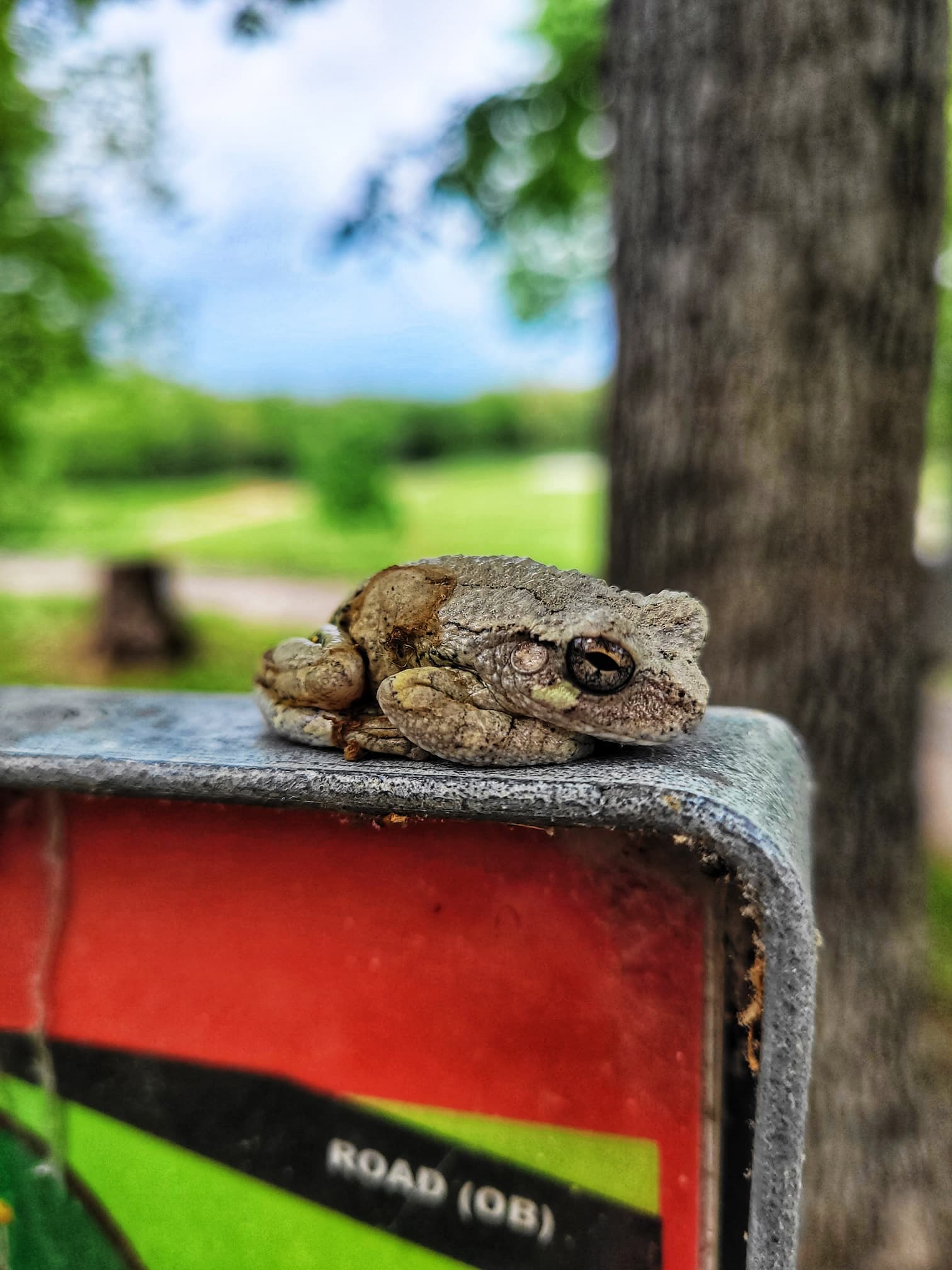 photo of american toad