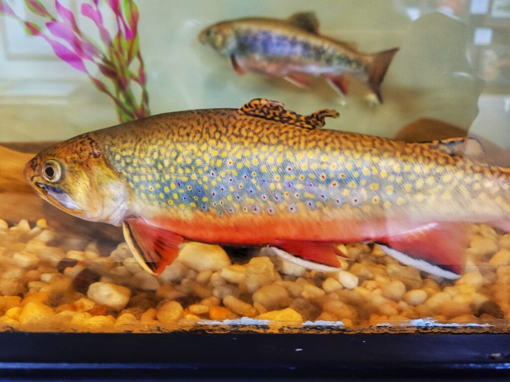 photo of White Sulphur Springs National Fish Hatchery