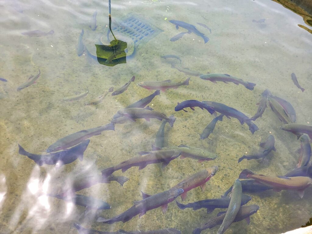 photo of White Sulphur Springs National Fish Hatchery