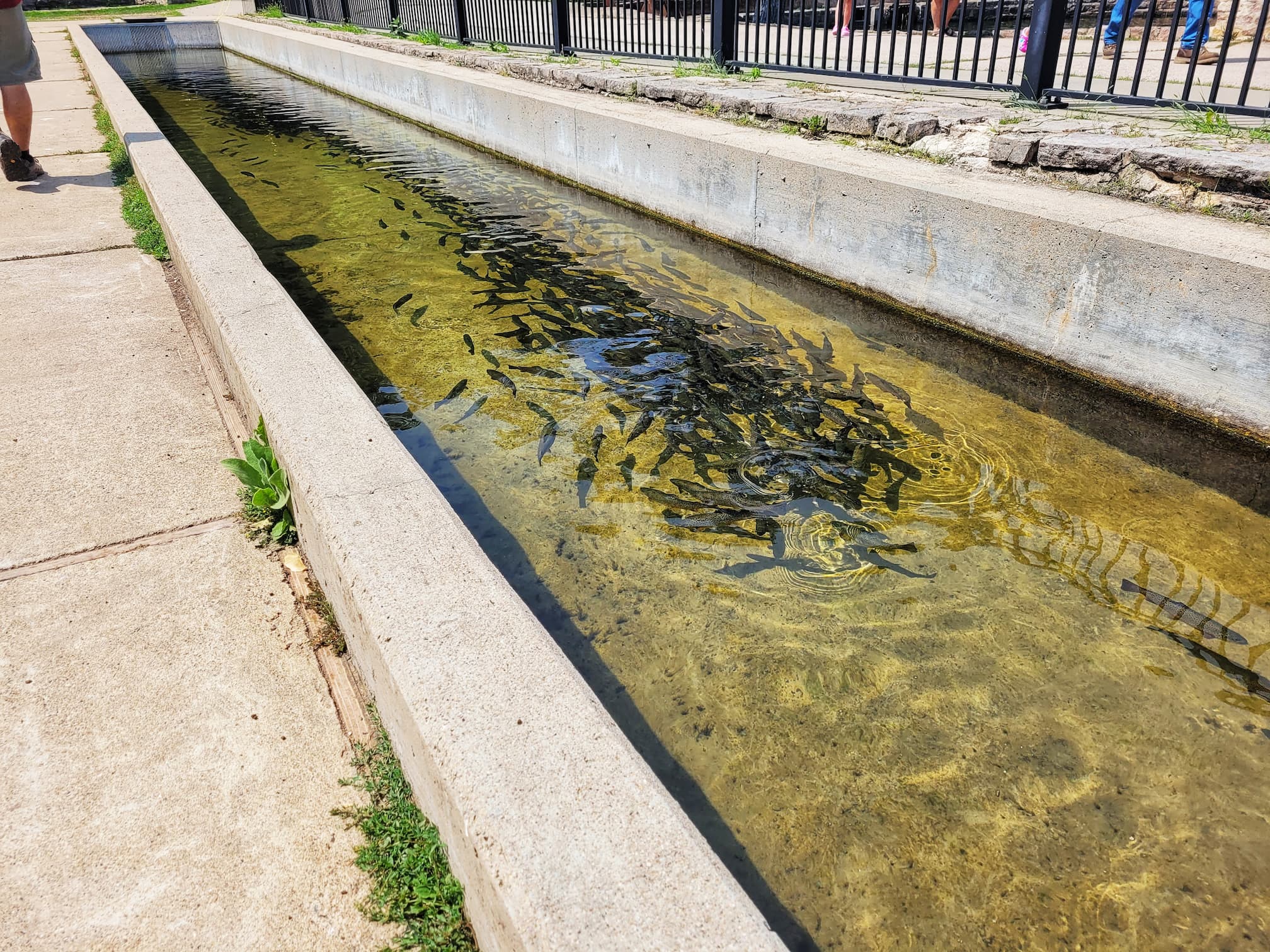photo of dc booth fish hatchery