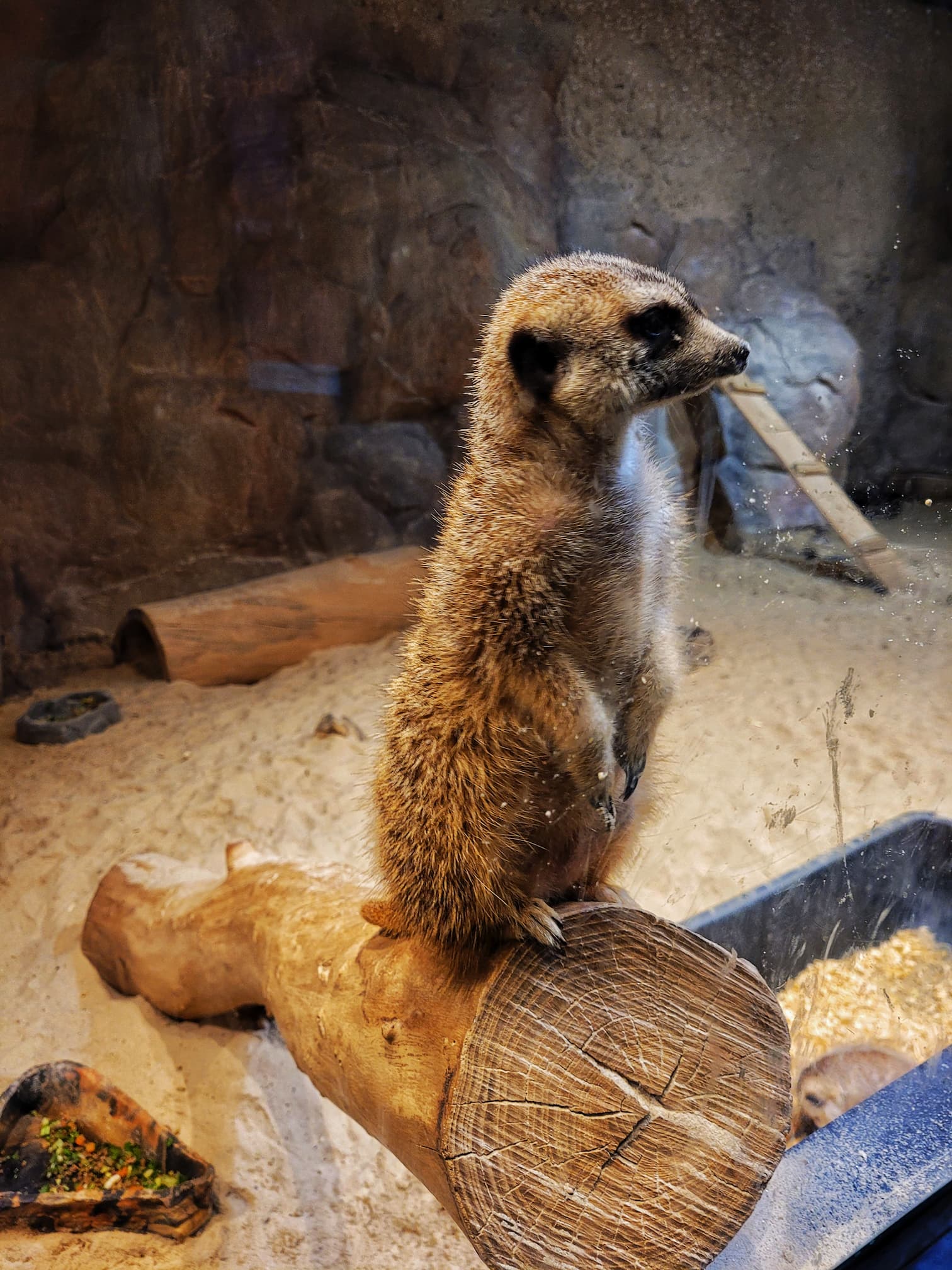 photo of meerkat at chattanooga zoo