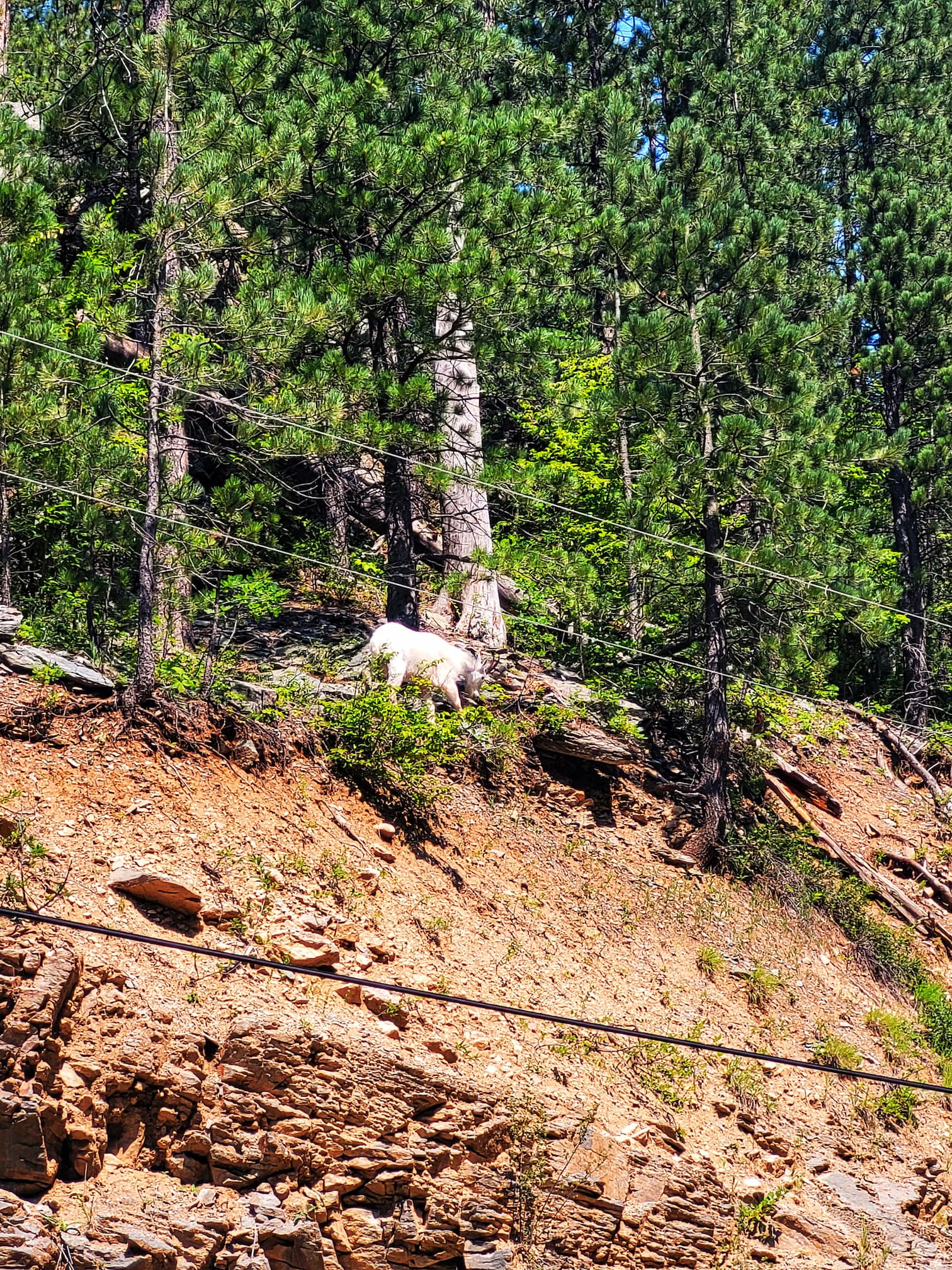 photo of mountain goat