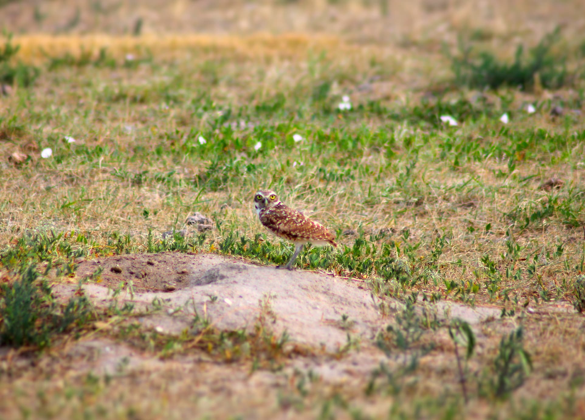 photo of burrowing owl