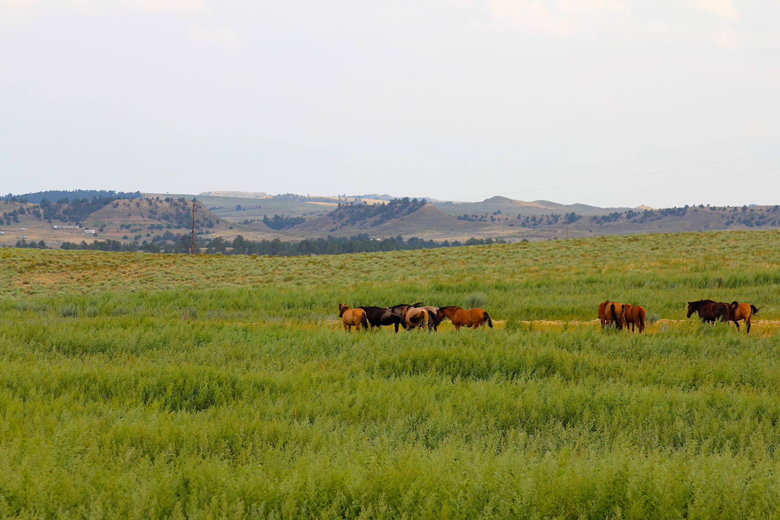 photo of wild horses