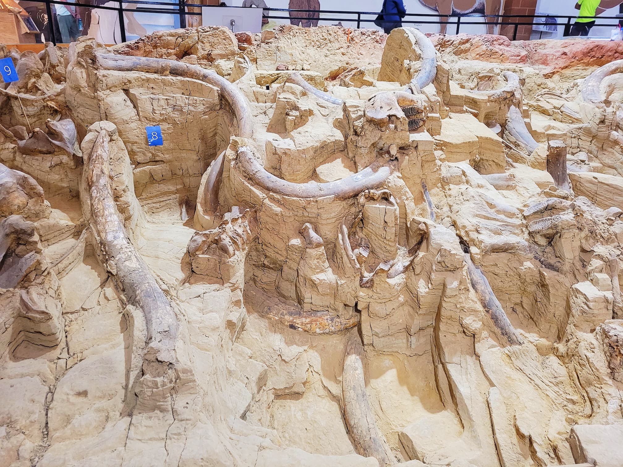 photo of the mammoth site