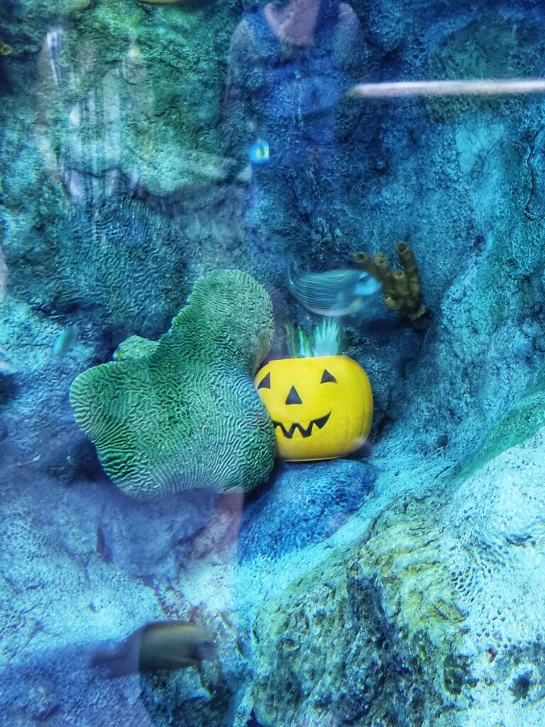 photo of abq aquarium