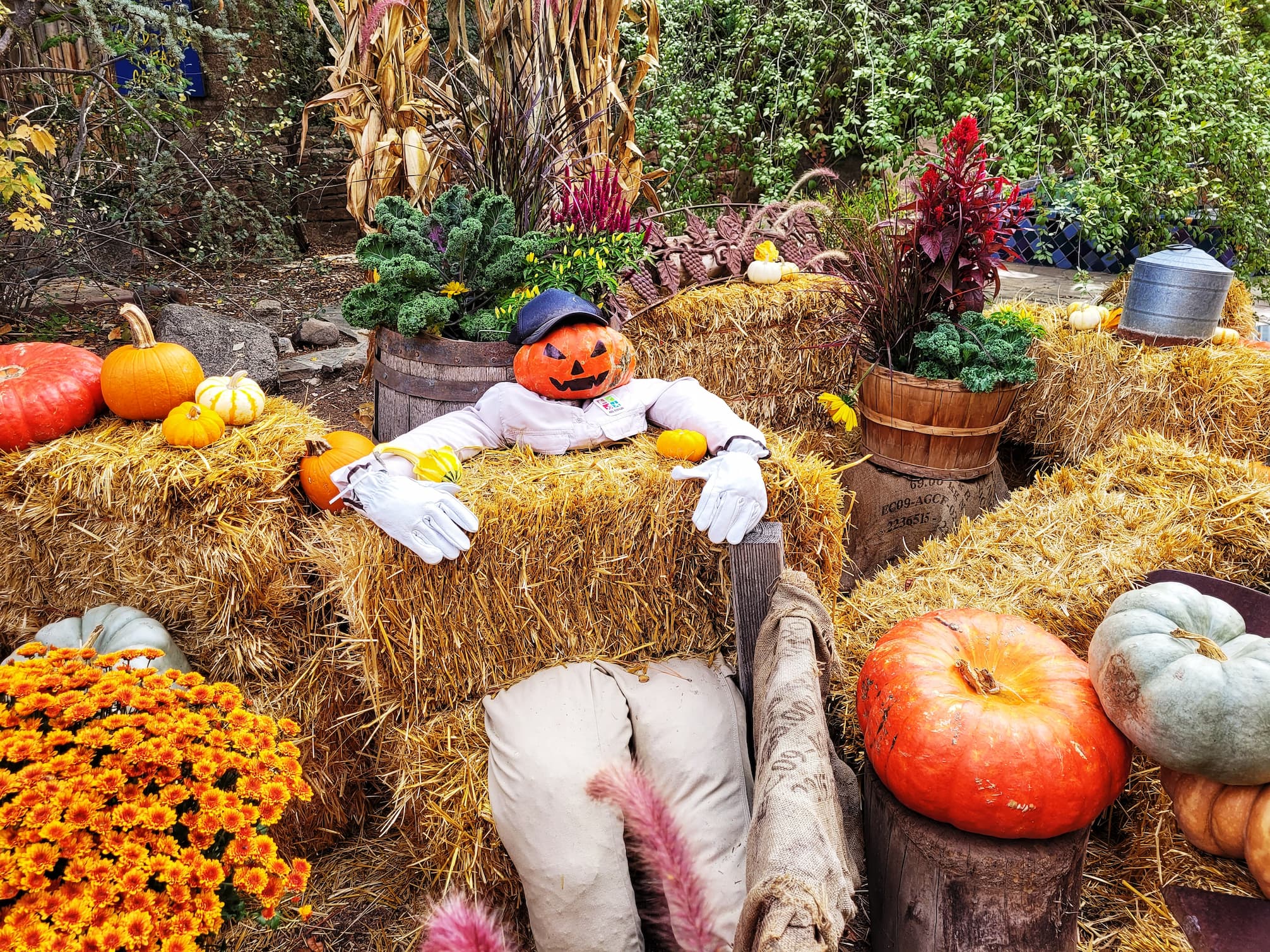 photo of abq biopark pumpkin display