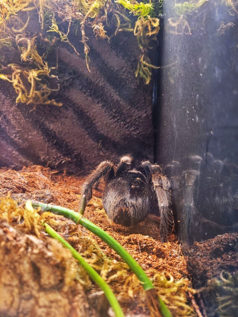 photo of tarantula