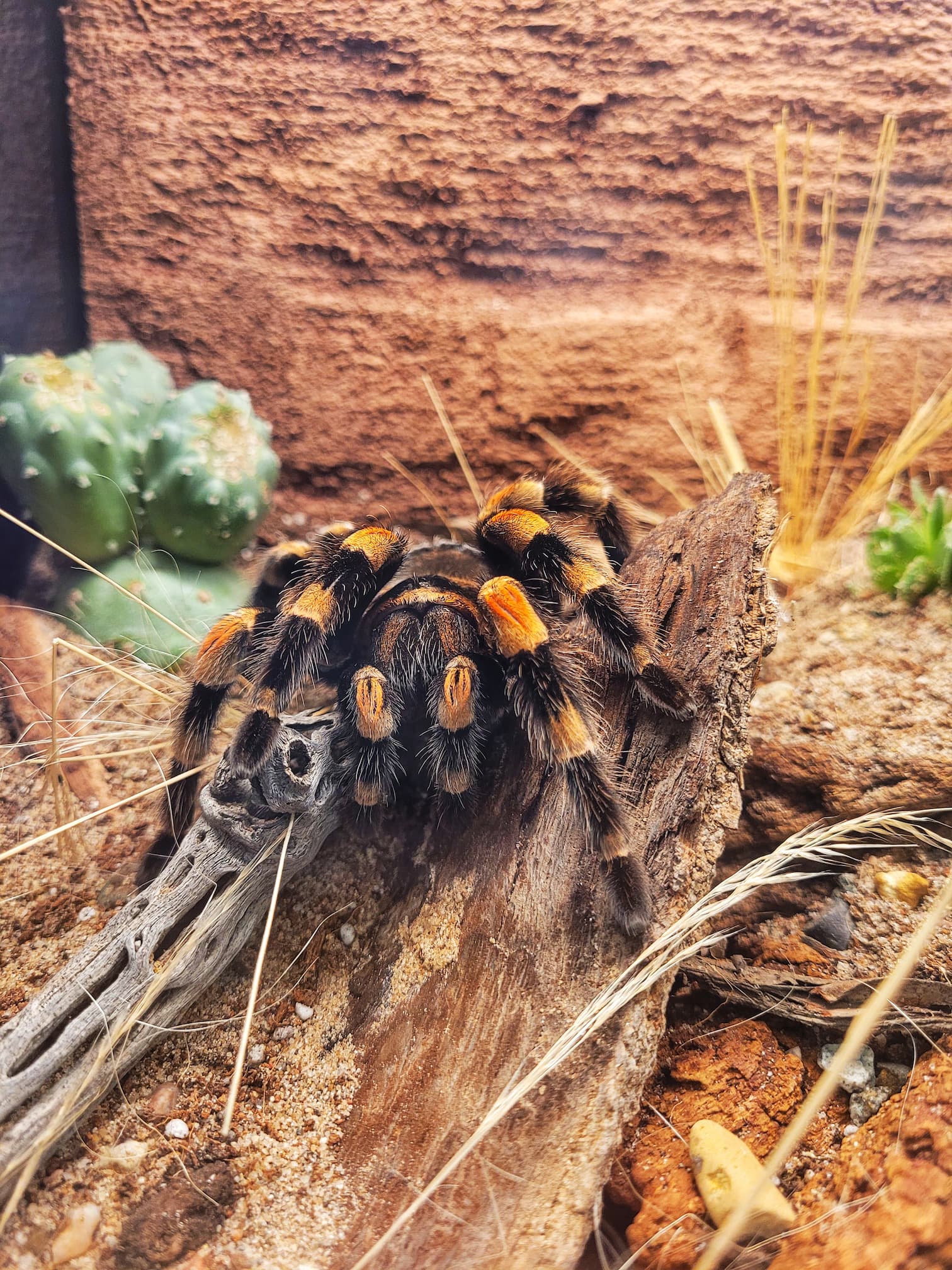 photo of abq biopark tarantula