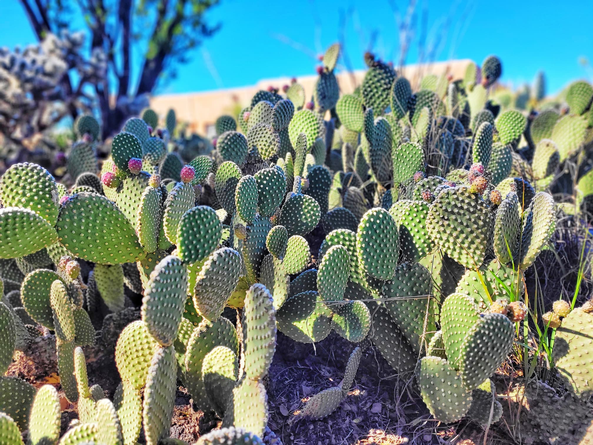 photo of basque del apache