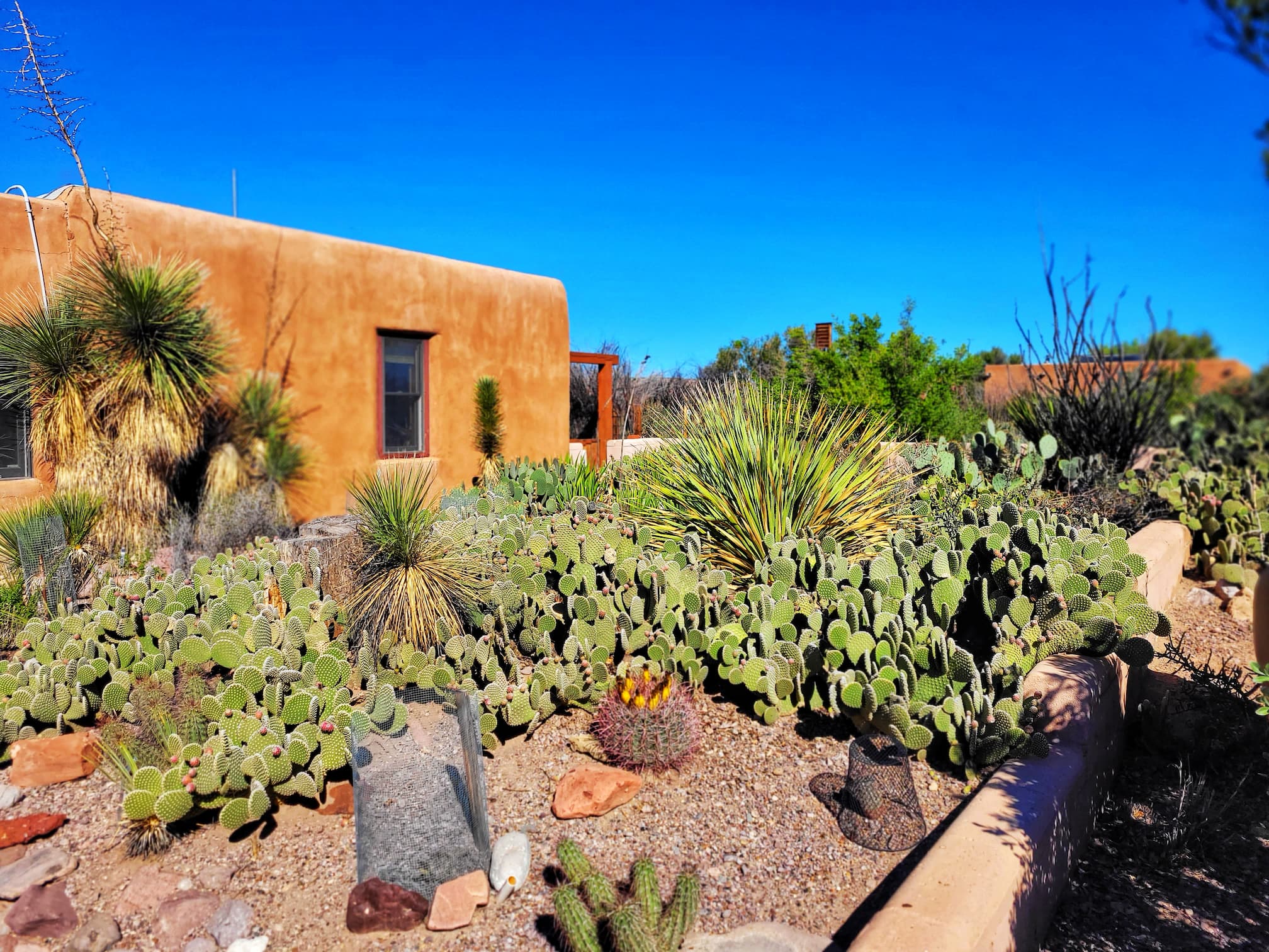 photo of basque del apache