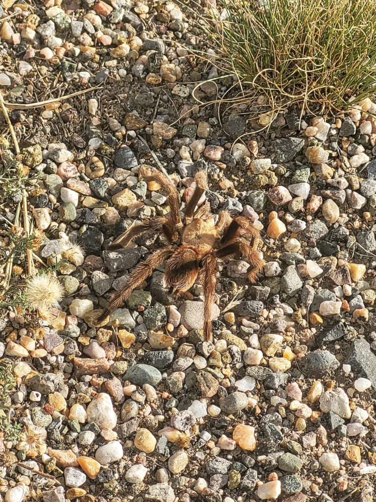 photo of tarantula