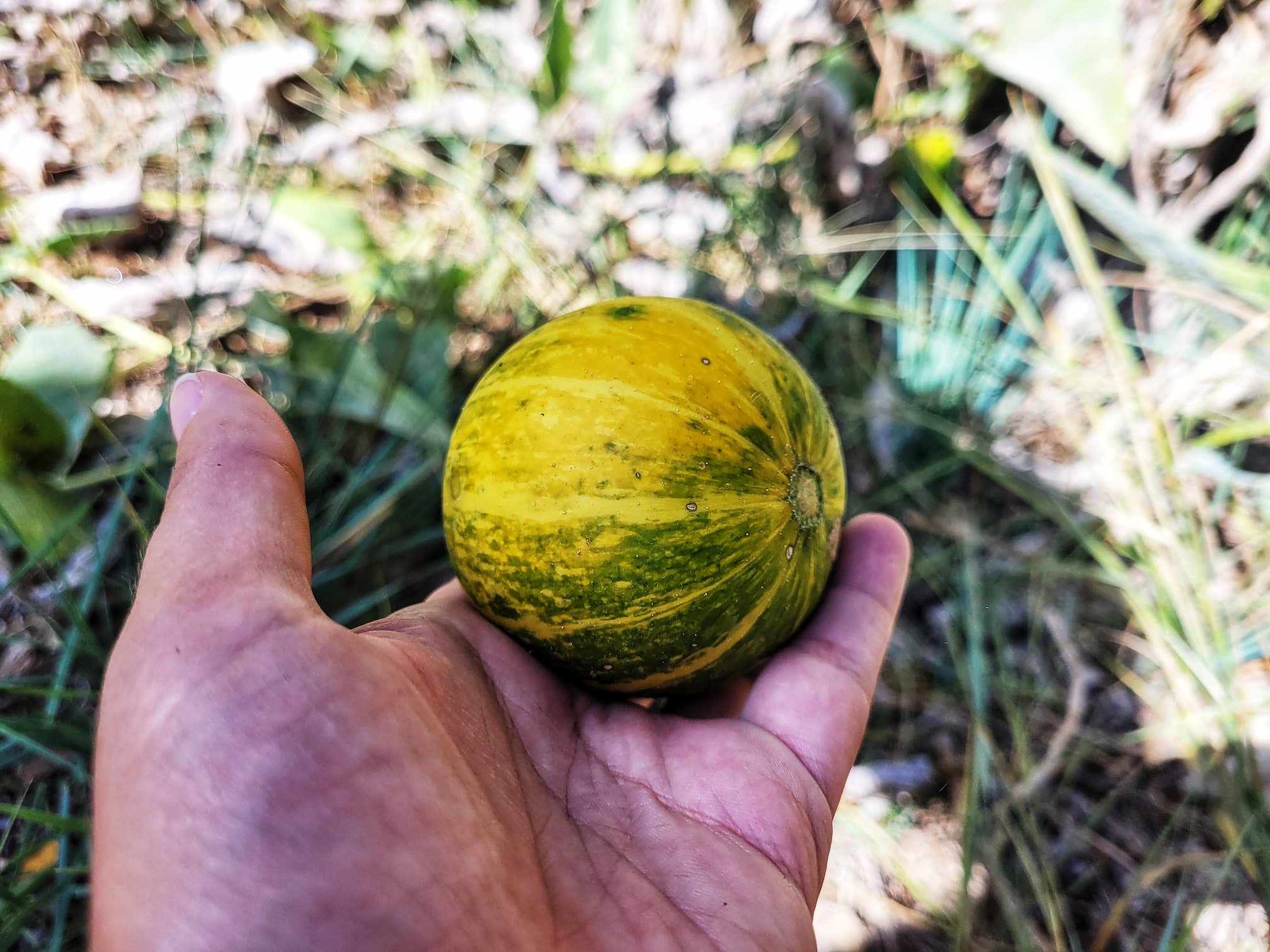 photo of buffalo gourd