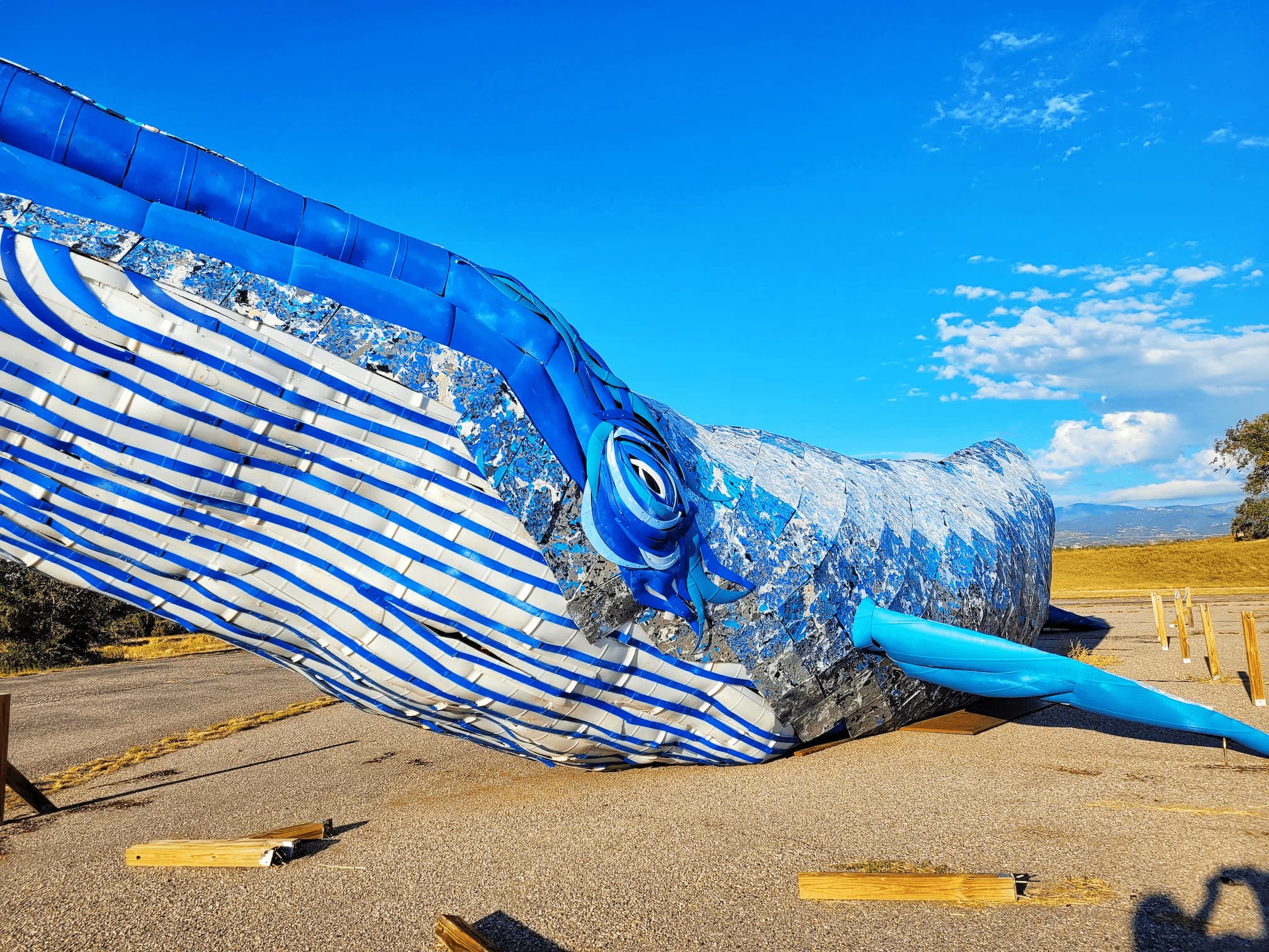 photo of ethyl the whale sculpture