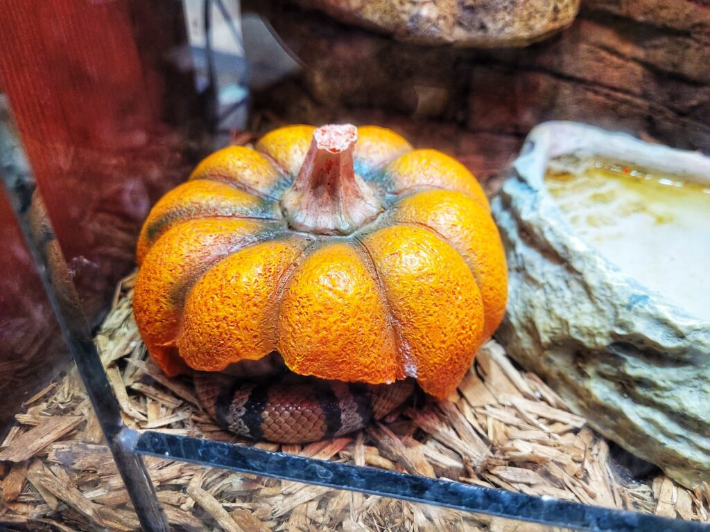photo of milk snake in pumpkin
