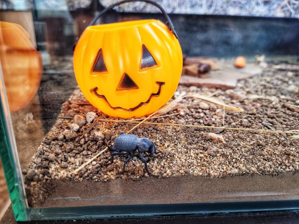 photo of death feigning beetle