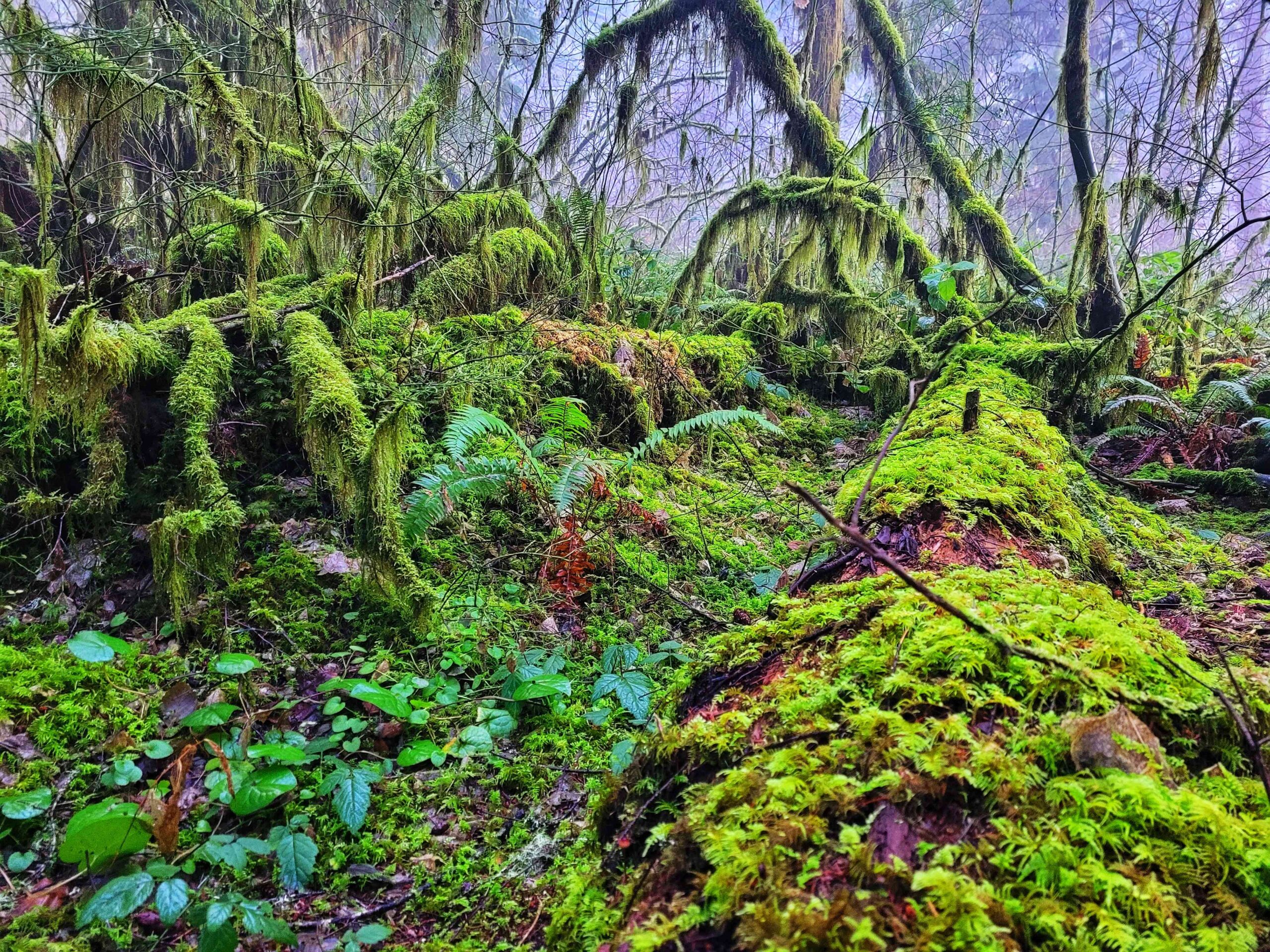 photo of silver falls state park rainforest