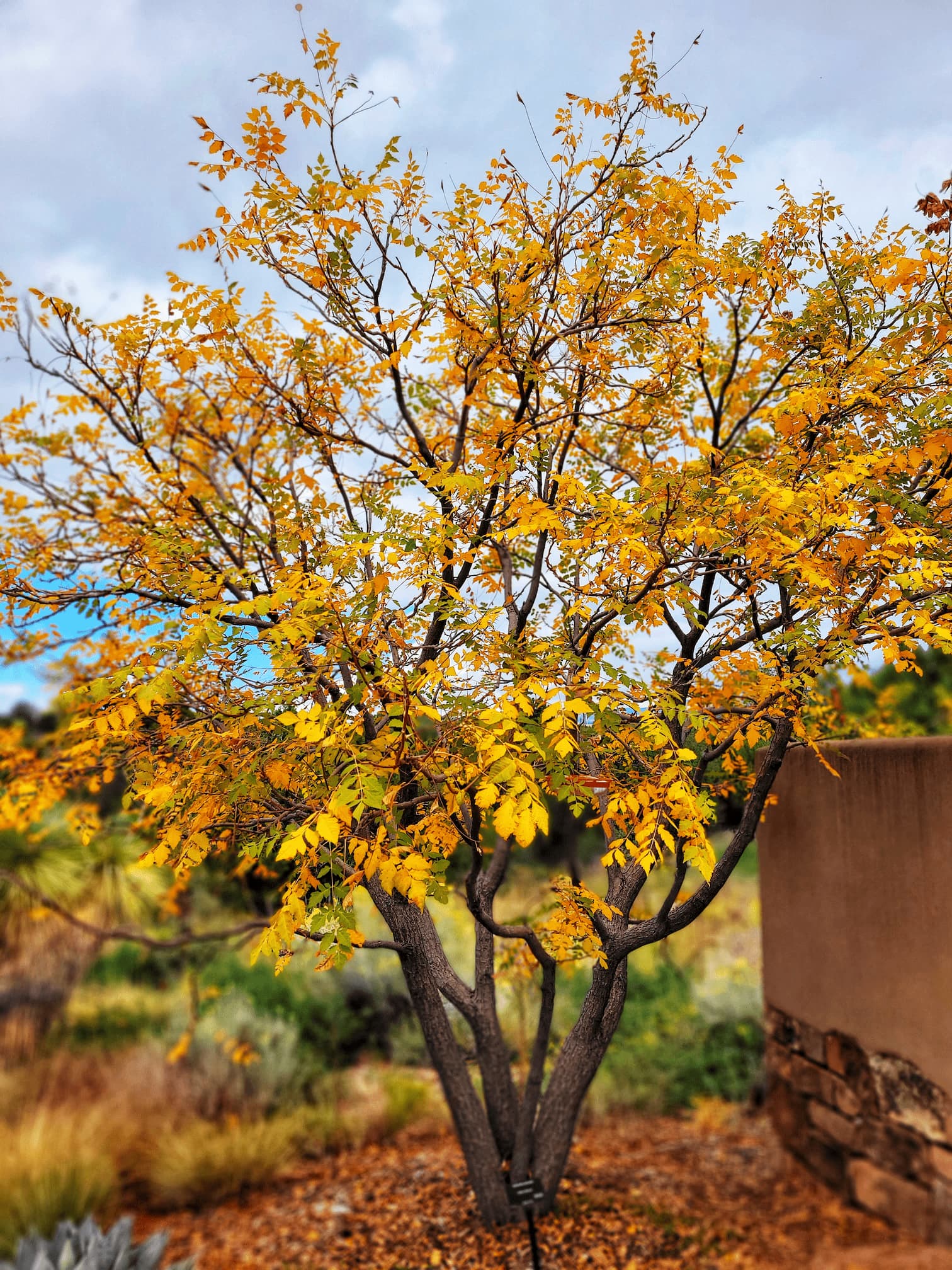 photo of santa fe botanic garden
