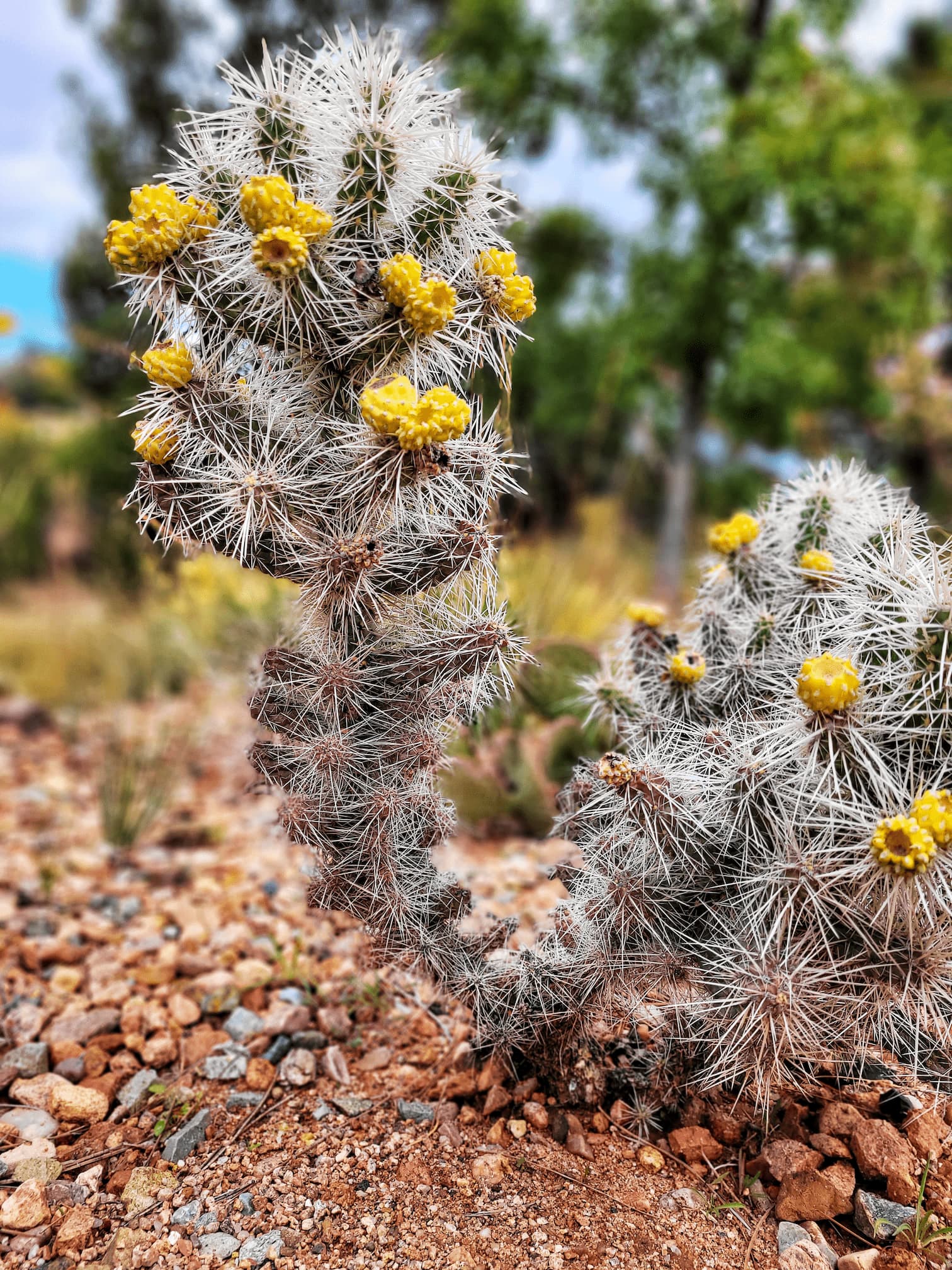 photo of santa fe botanic garden