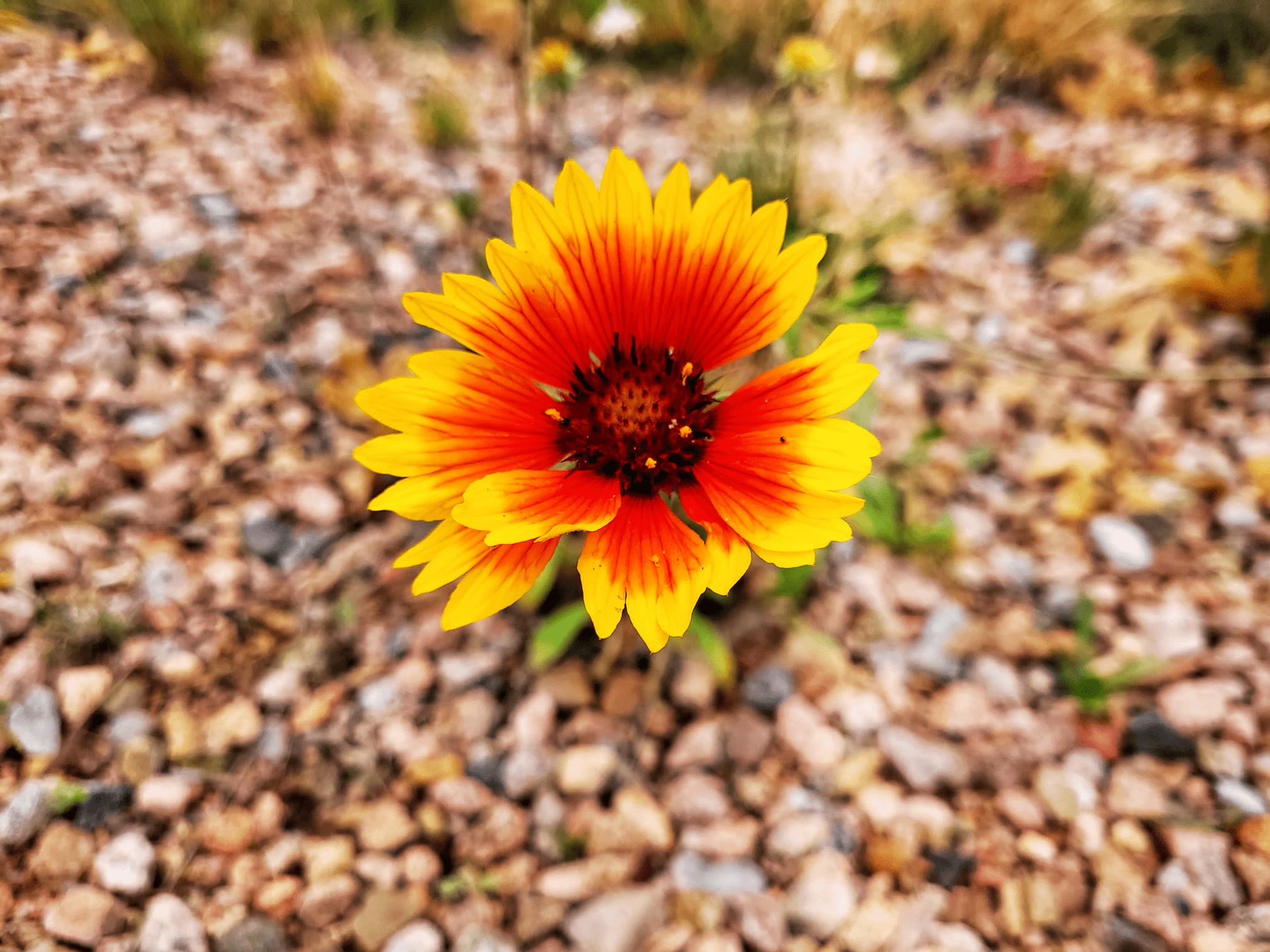 photo of santa fe botanic garden
