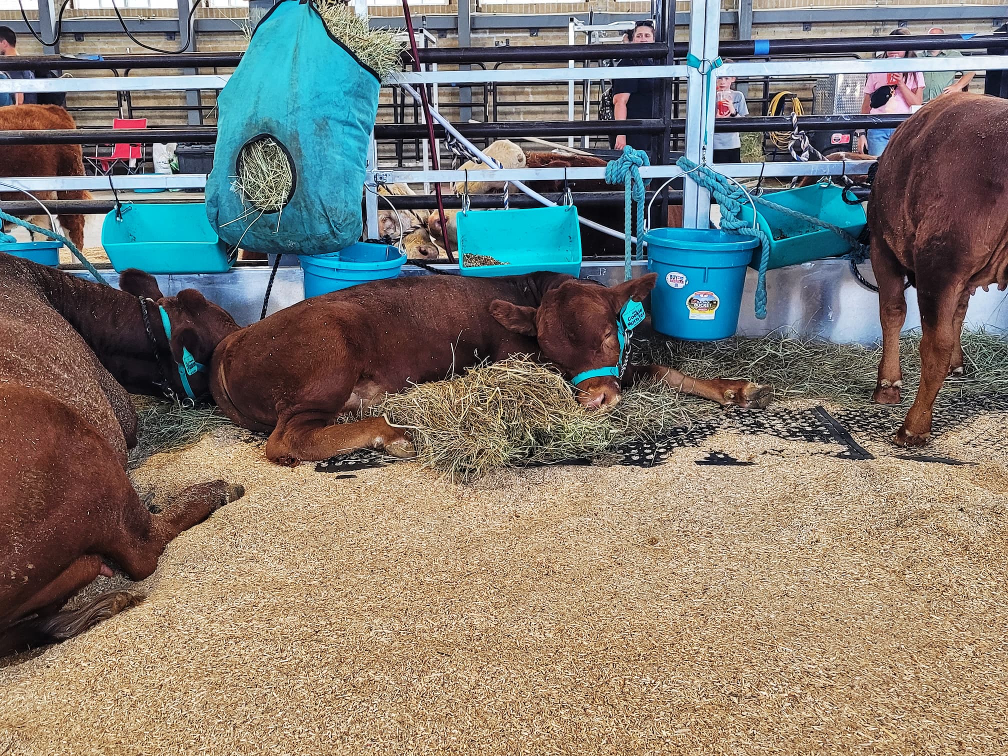 photo of utah state fair