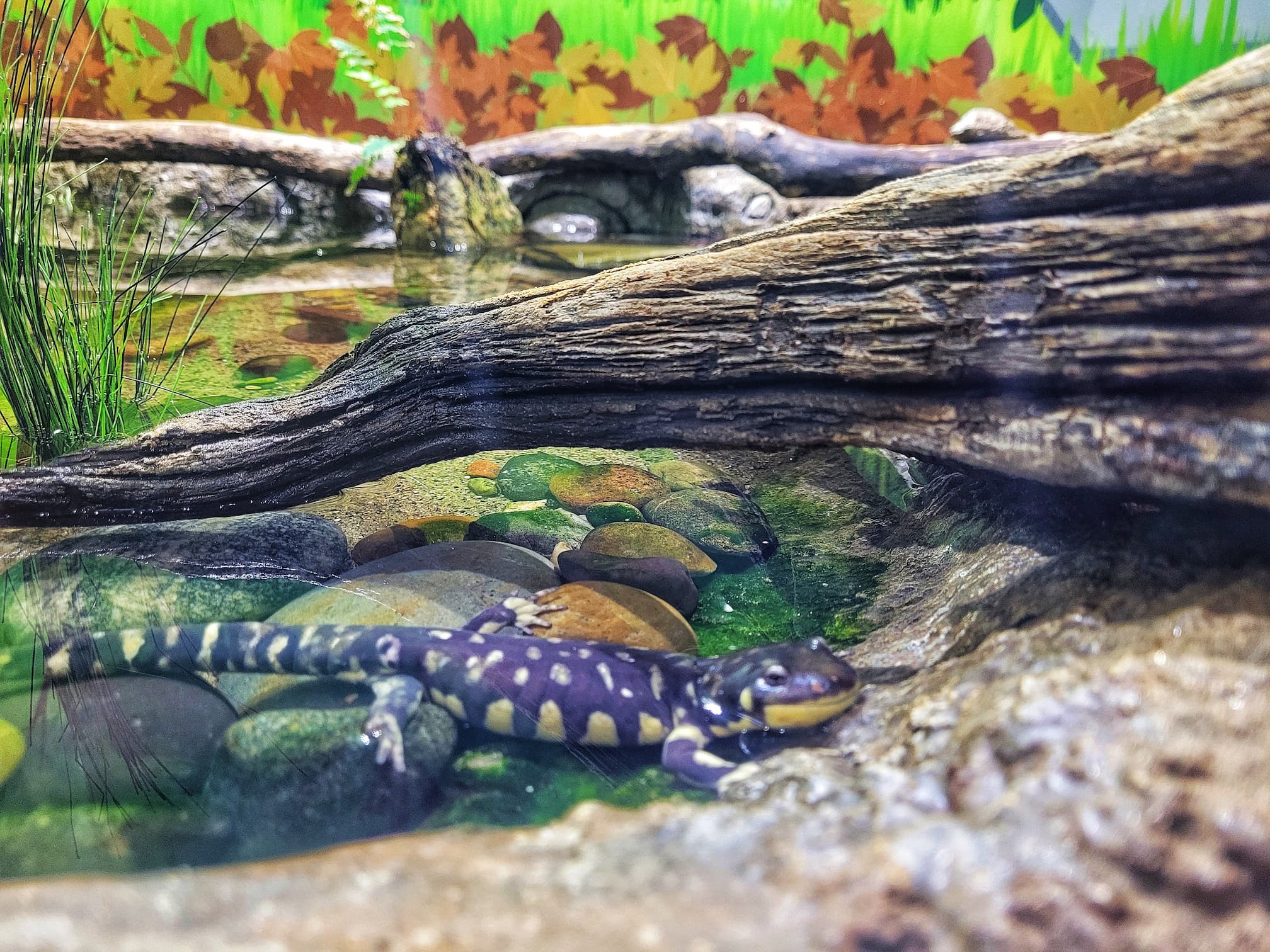 photo of belle isle nature center salamander