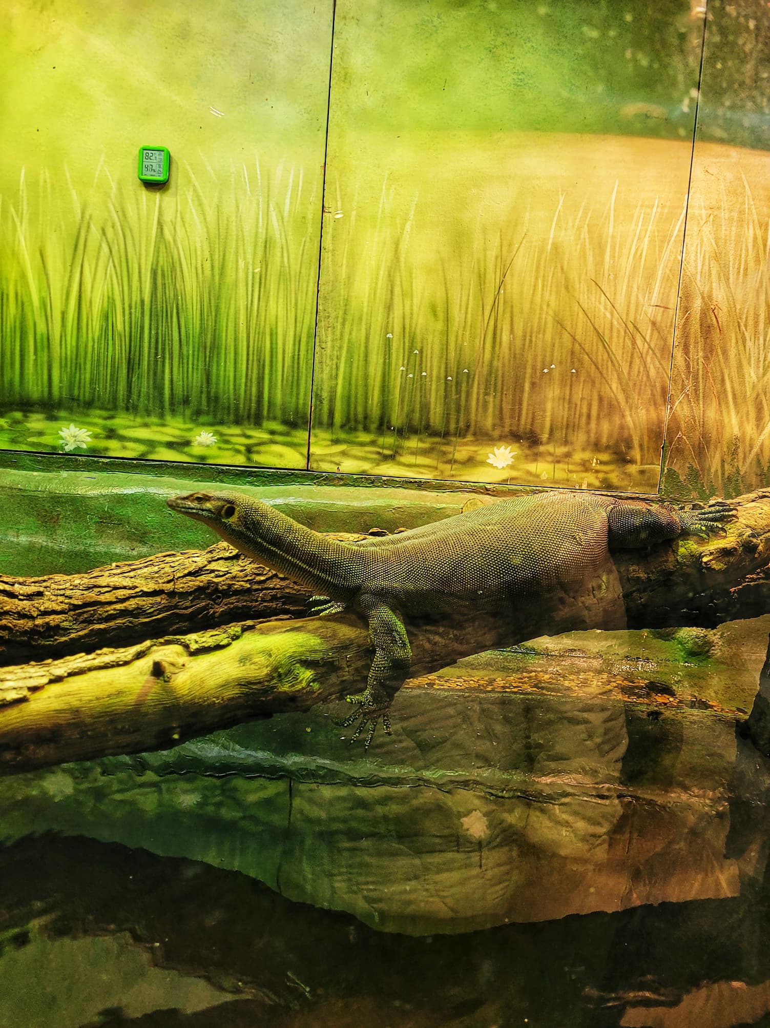 photo of monitor lizard