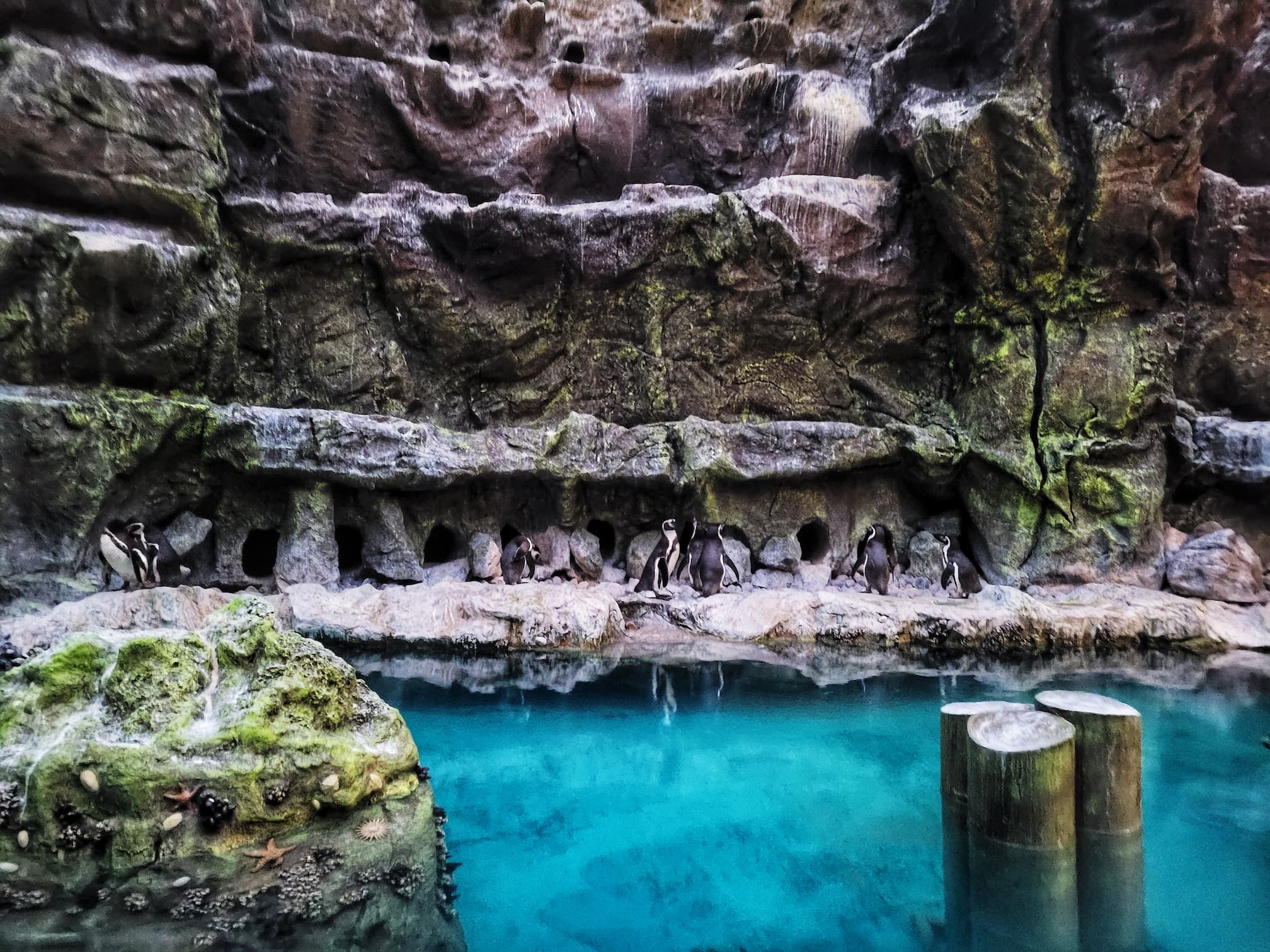 photo of brookfield zoo penguins