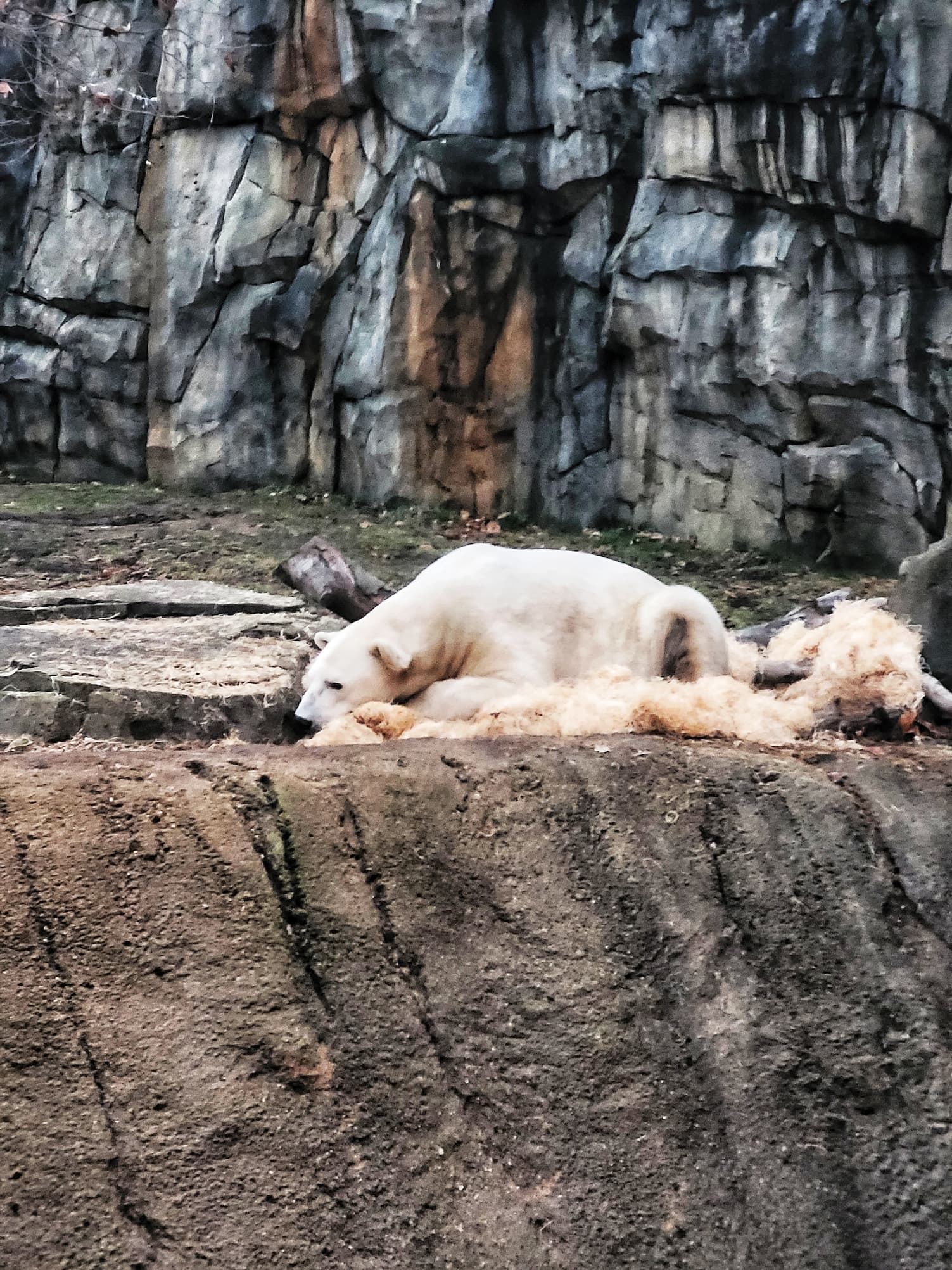 photo of polar bear
