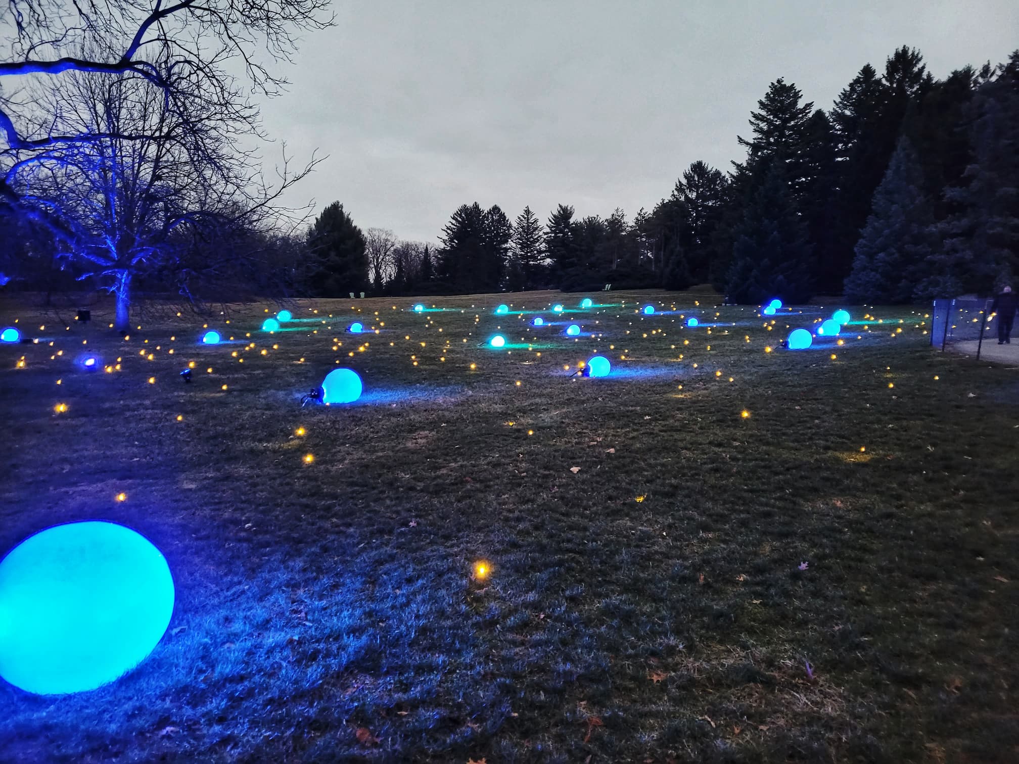 photo of morton arboretum illumination: tree lights walk through christmas light display