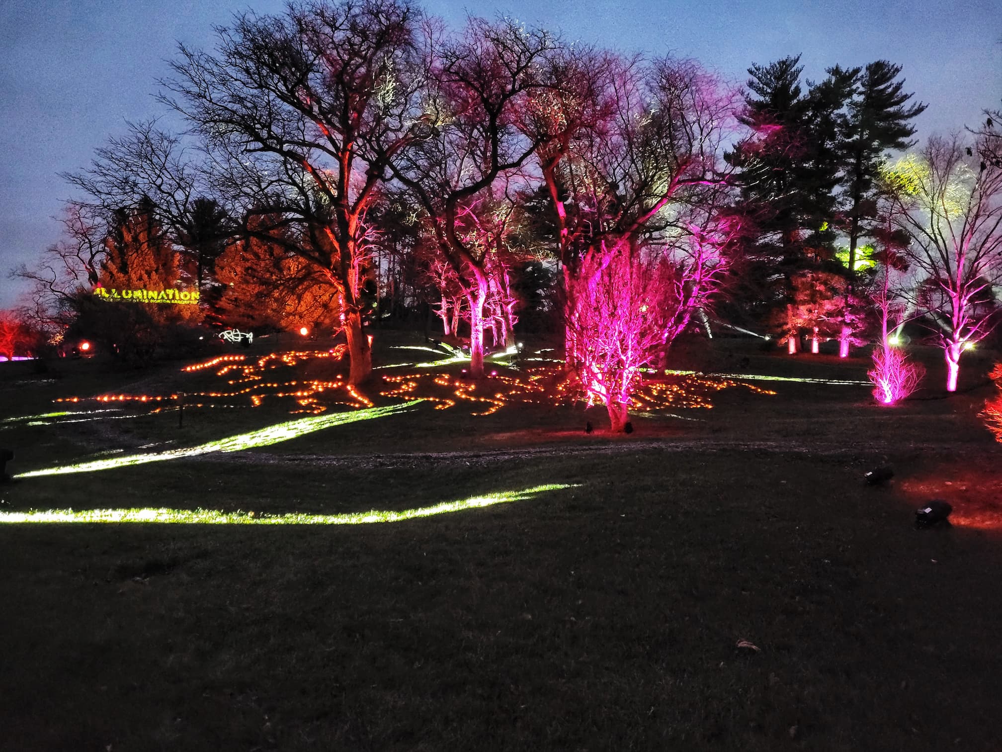 photo of morton arboretum illumination: tree lights walk through christmas light display